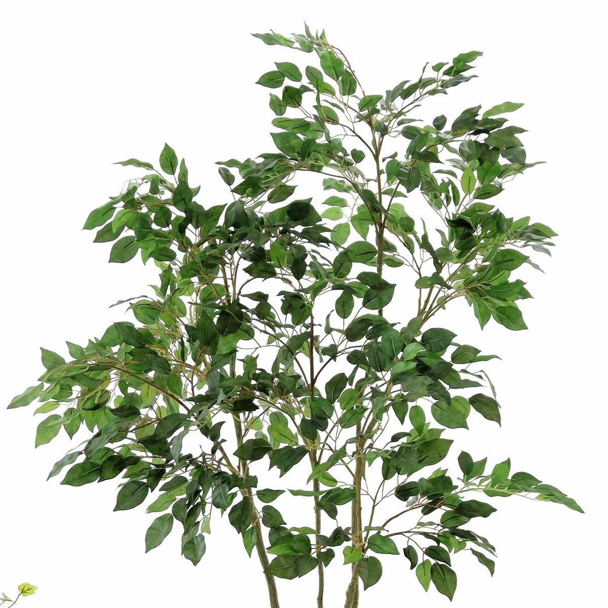 緑色の葉が多い印象