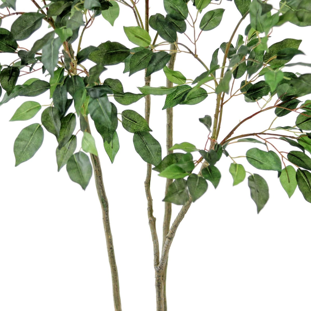 正面から見えるように葉の角度を調整