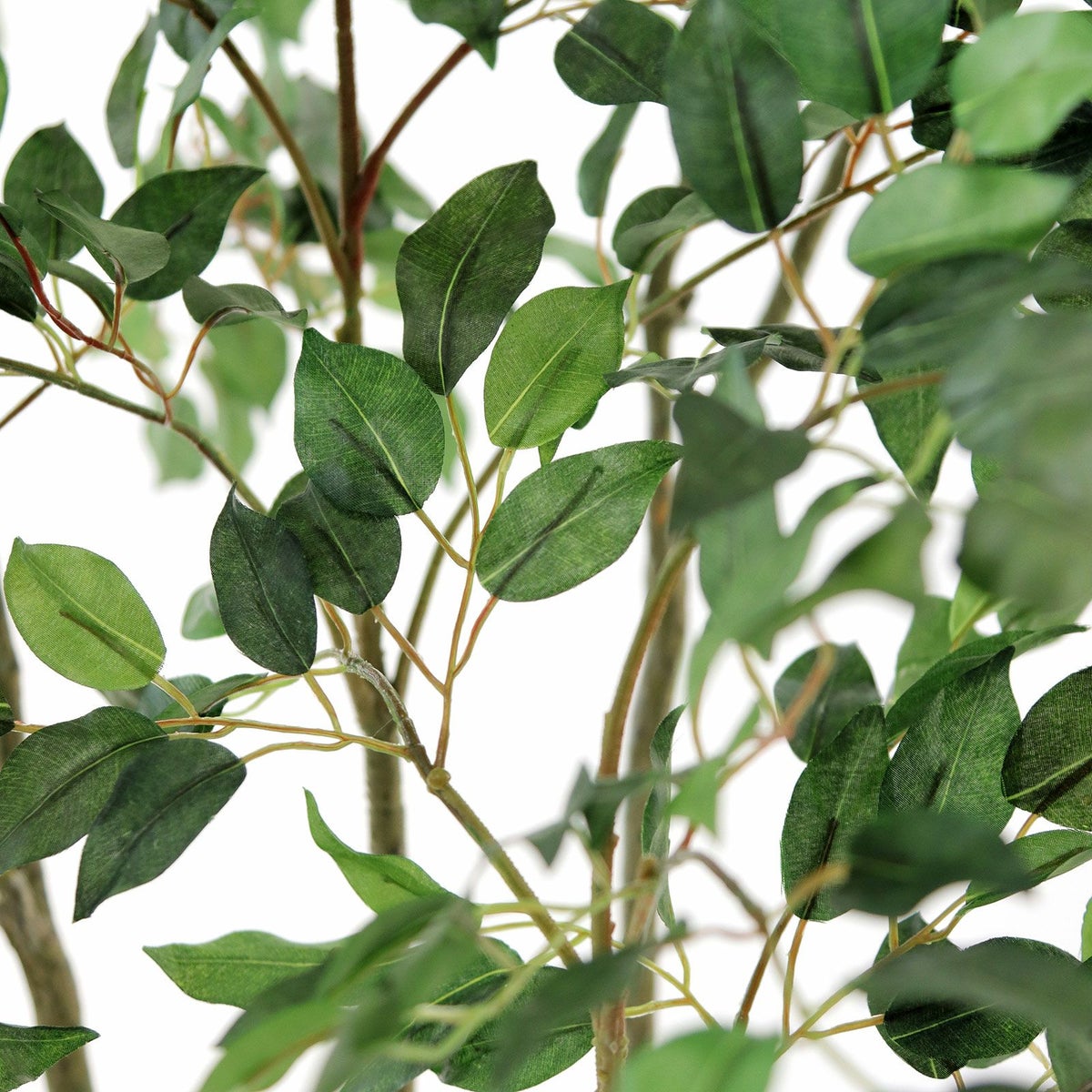 直近で光に透過するとわかります