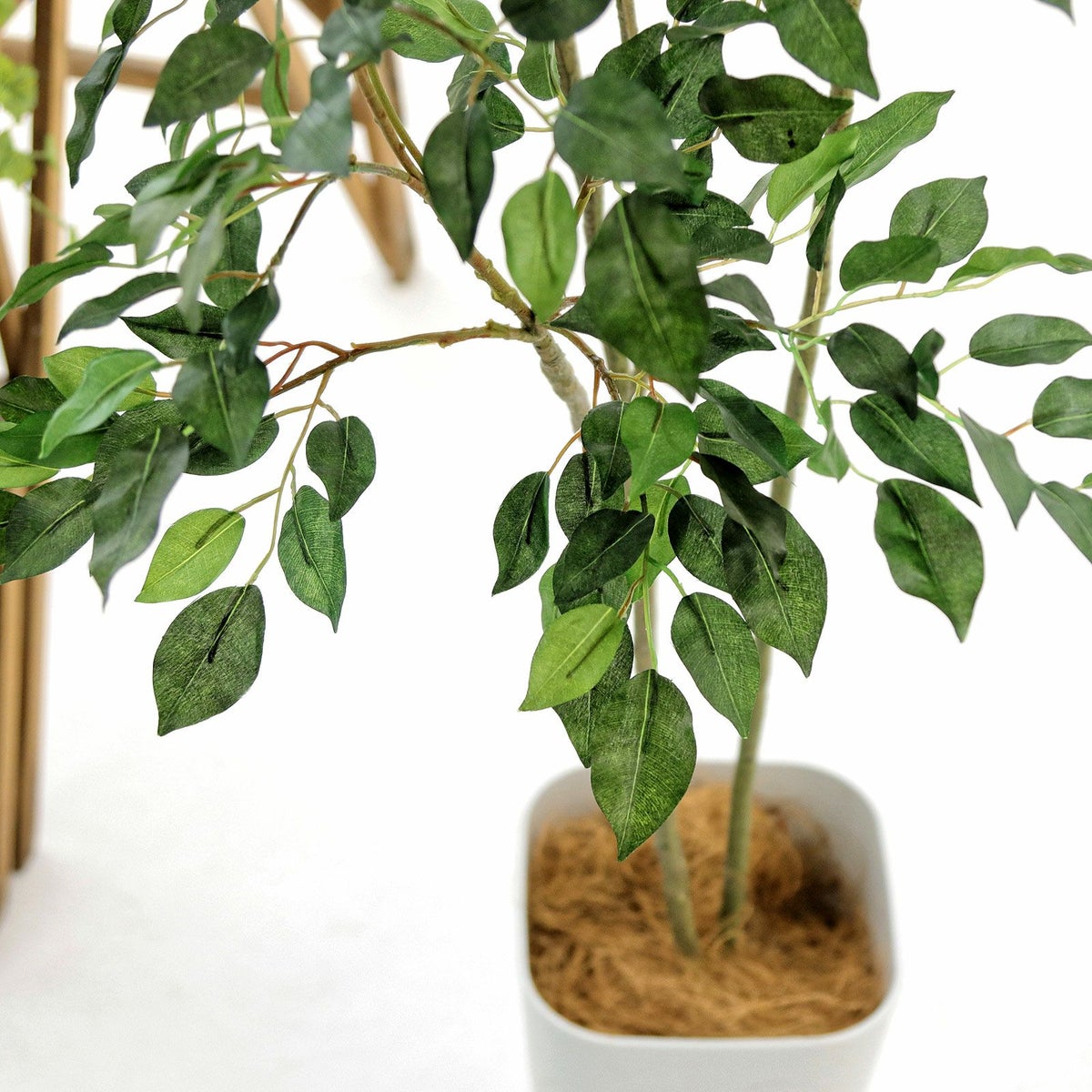 スタジオの照明下なので葉脈は見えますが