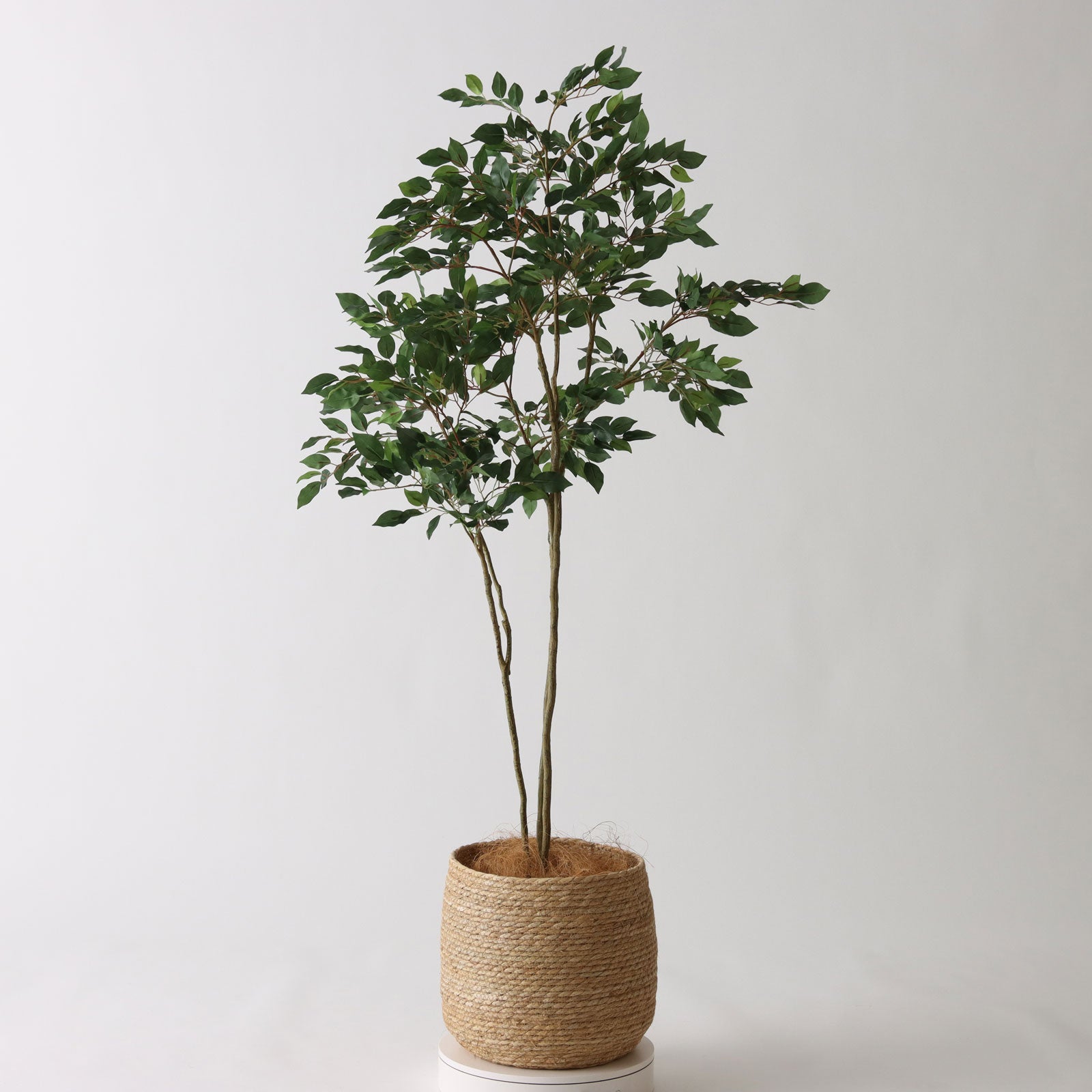 光触媒　人工観葉植物　フェイクグリーン　フィカスベンジャミン 1.2 No8422 プレミアム光触媒フェイクグリーン 「繊細に広がる小葉