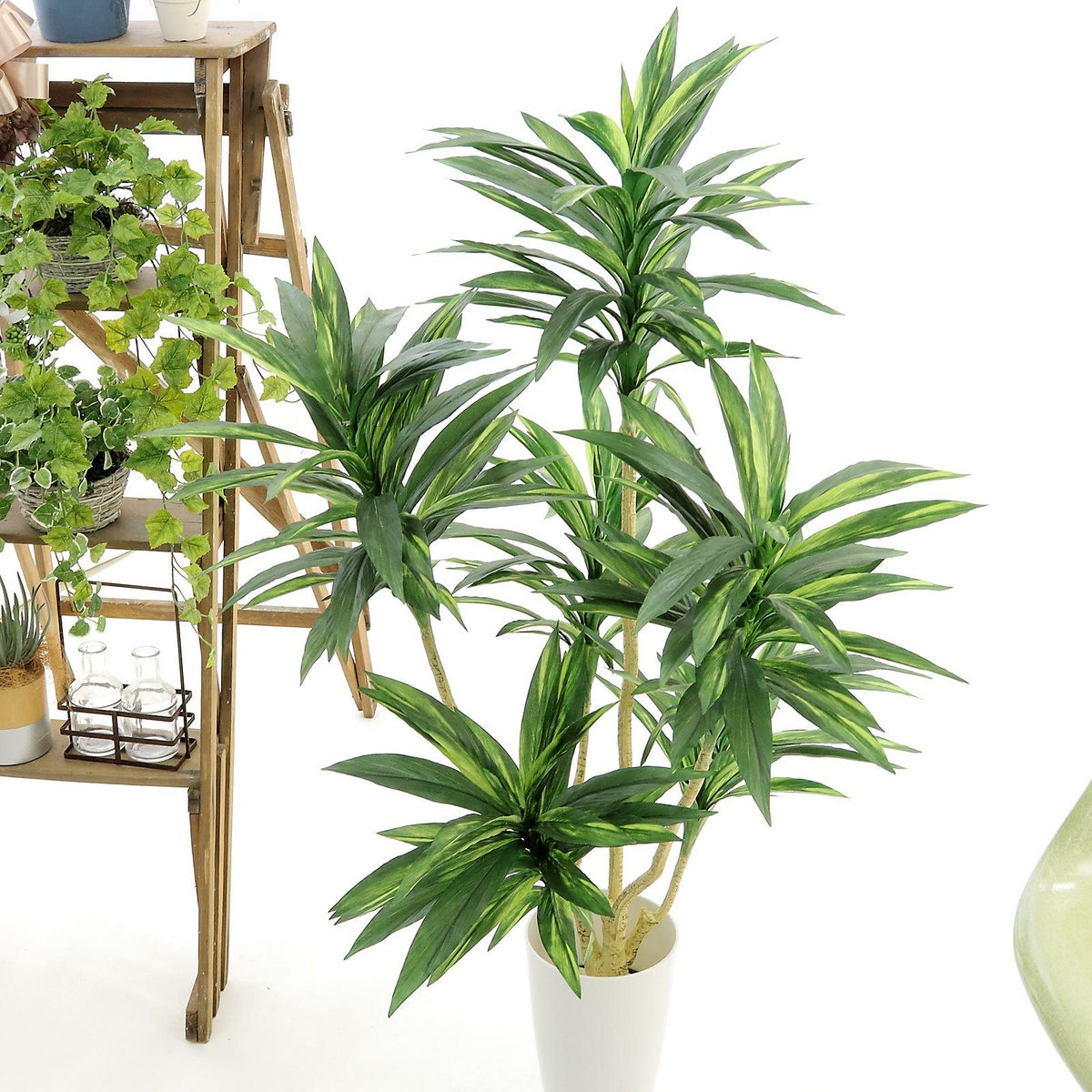 実は、ドラセナ属ではありませんが、