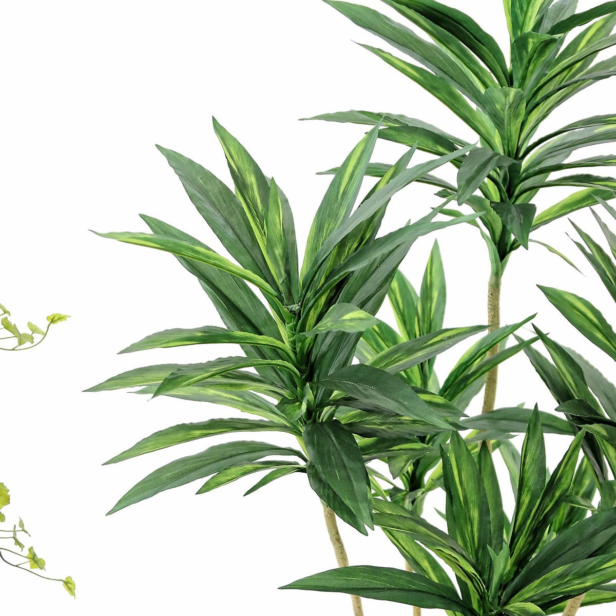 夏場の暑い時期は、葉が広がりやすいです