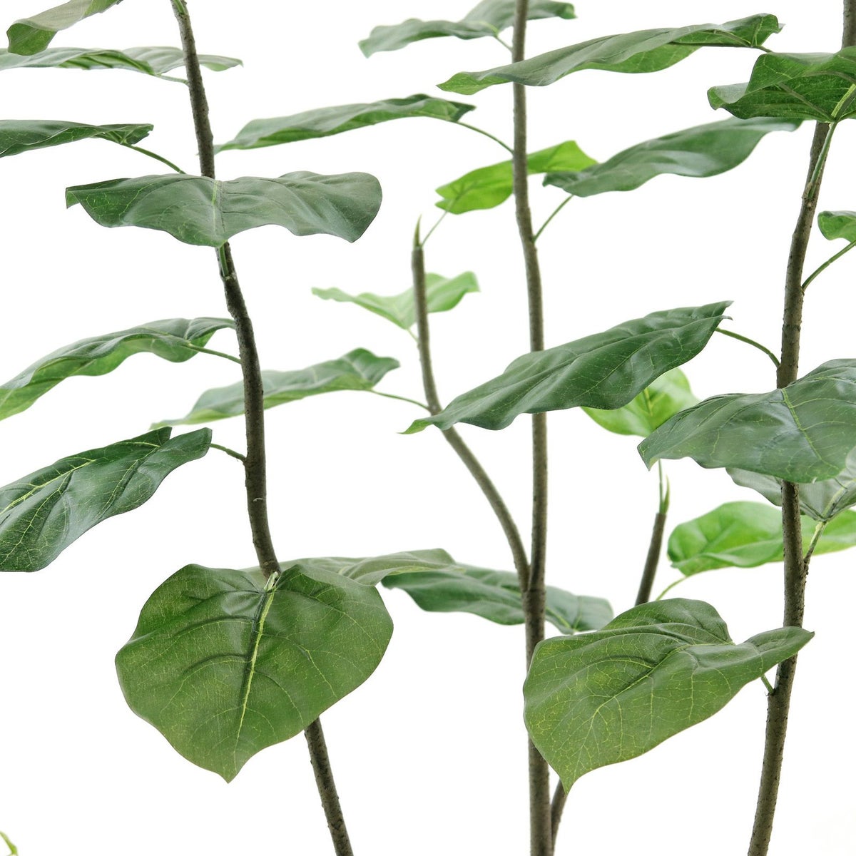 葉脈がセンターとずれているものも