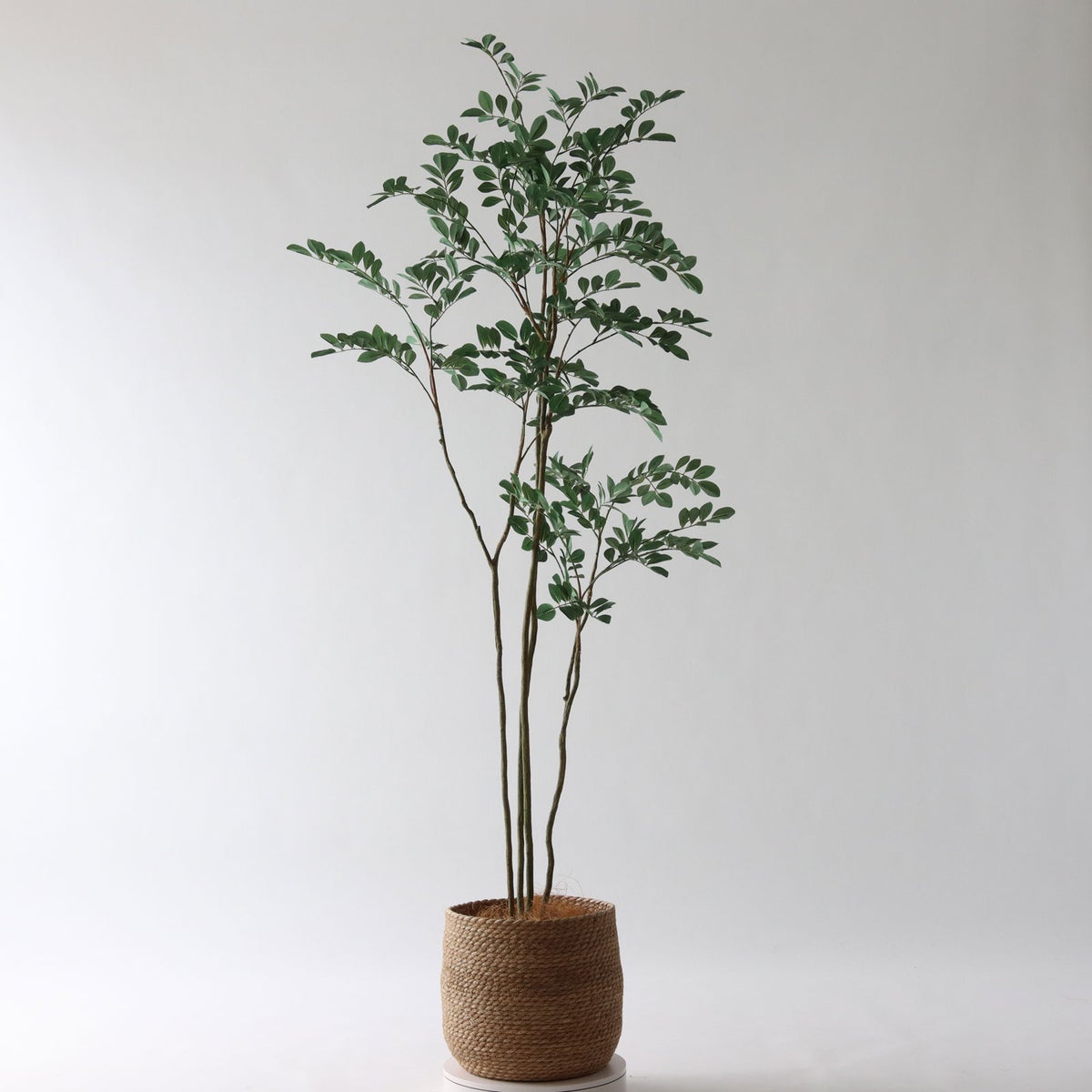 ⑭ プラ鉢（標準）