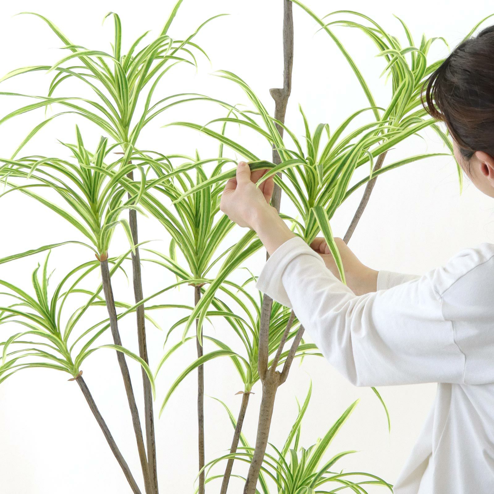 光触媒　人工観葉植物　ウォールグリーン　フェイクグリーン　ドラセナコンシンネ No9377 プレミアム光触媒フェイクグリーン 「ダイナミックに広がる11枝
