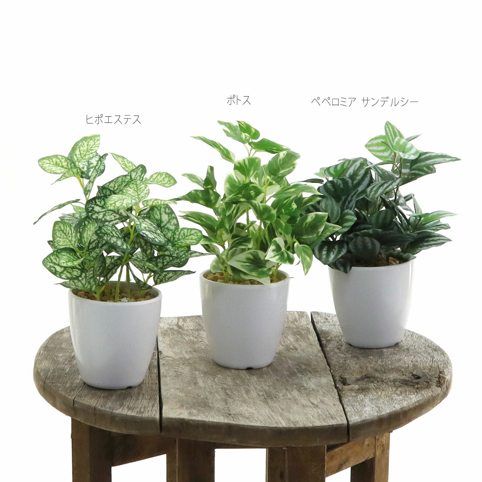 フィカス・ウンベラータ | プレミアム光触媒フェイクグリーン 造花