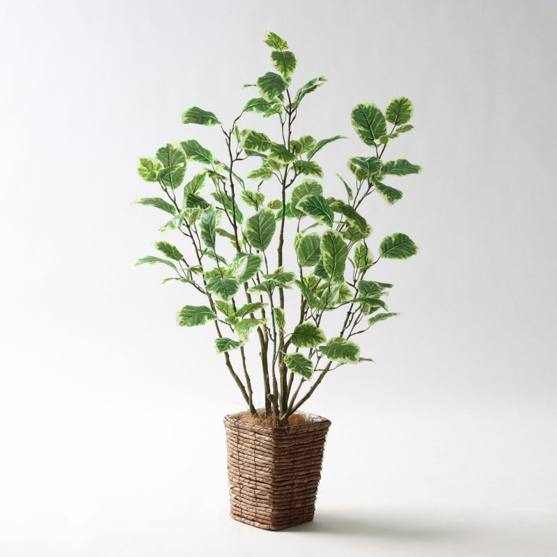 ⑤ バナナリーフ ミニ（KG77）鉢カバーセット