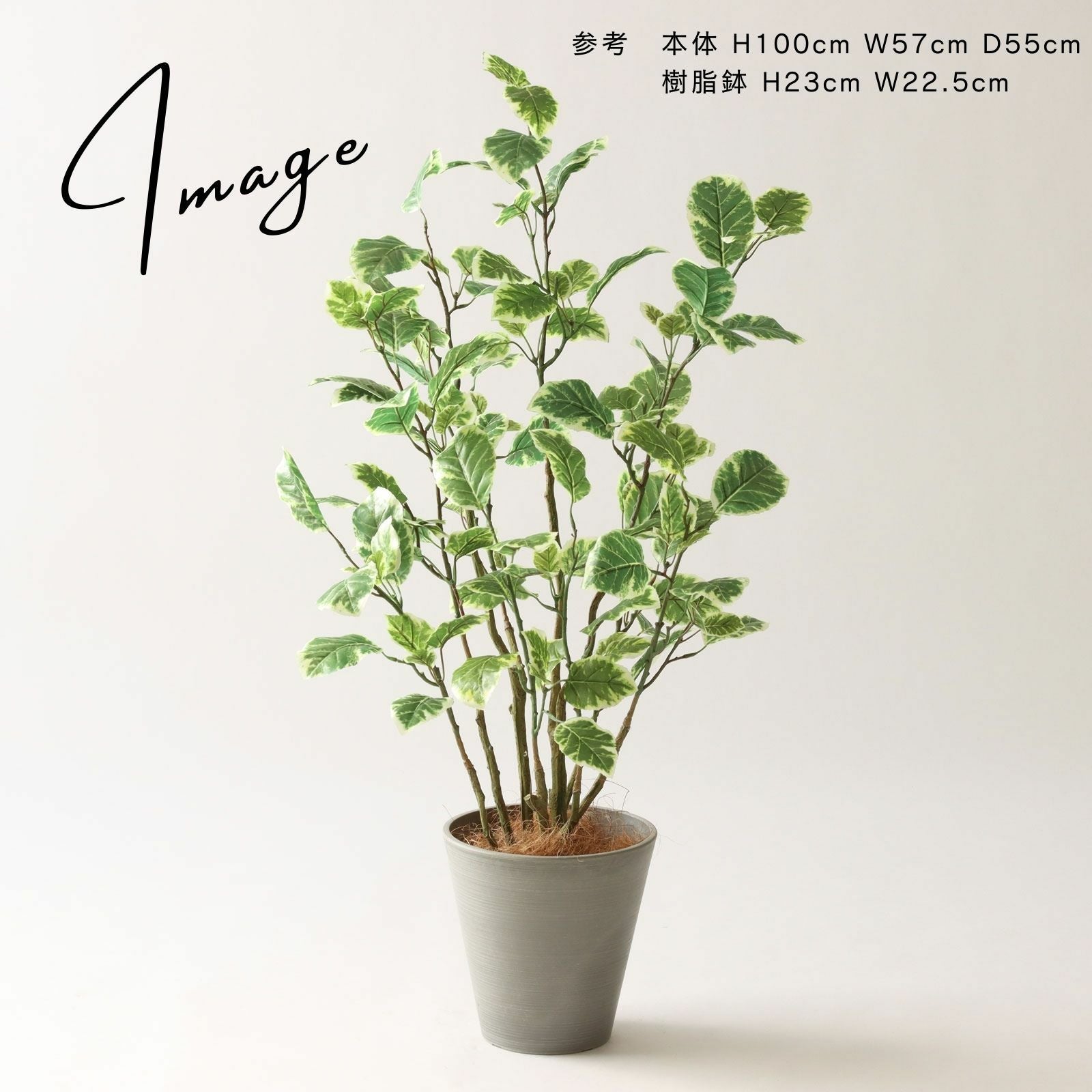 リビング空間に置かれたグリーン