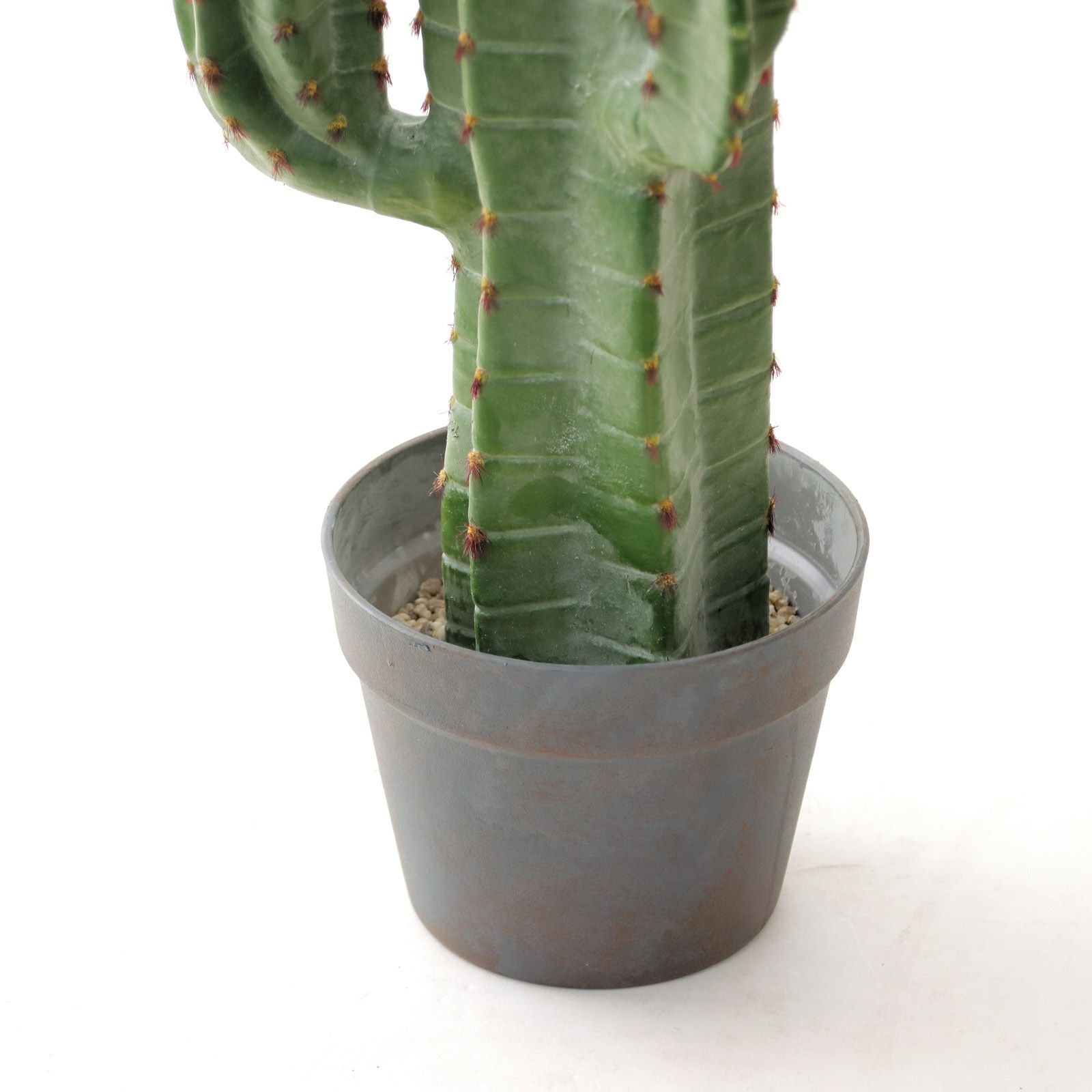 柱サボテン 3本立ち 7寸 観葉植物 多肉植物 柱サボテン（二本立） / 7寸・約H70cm