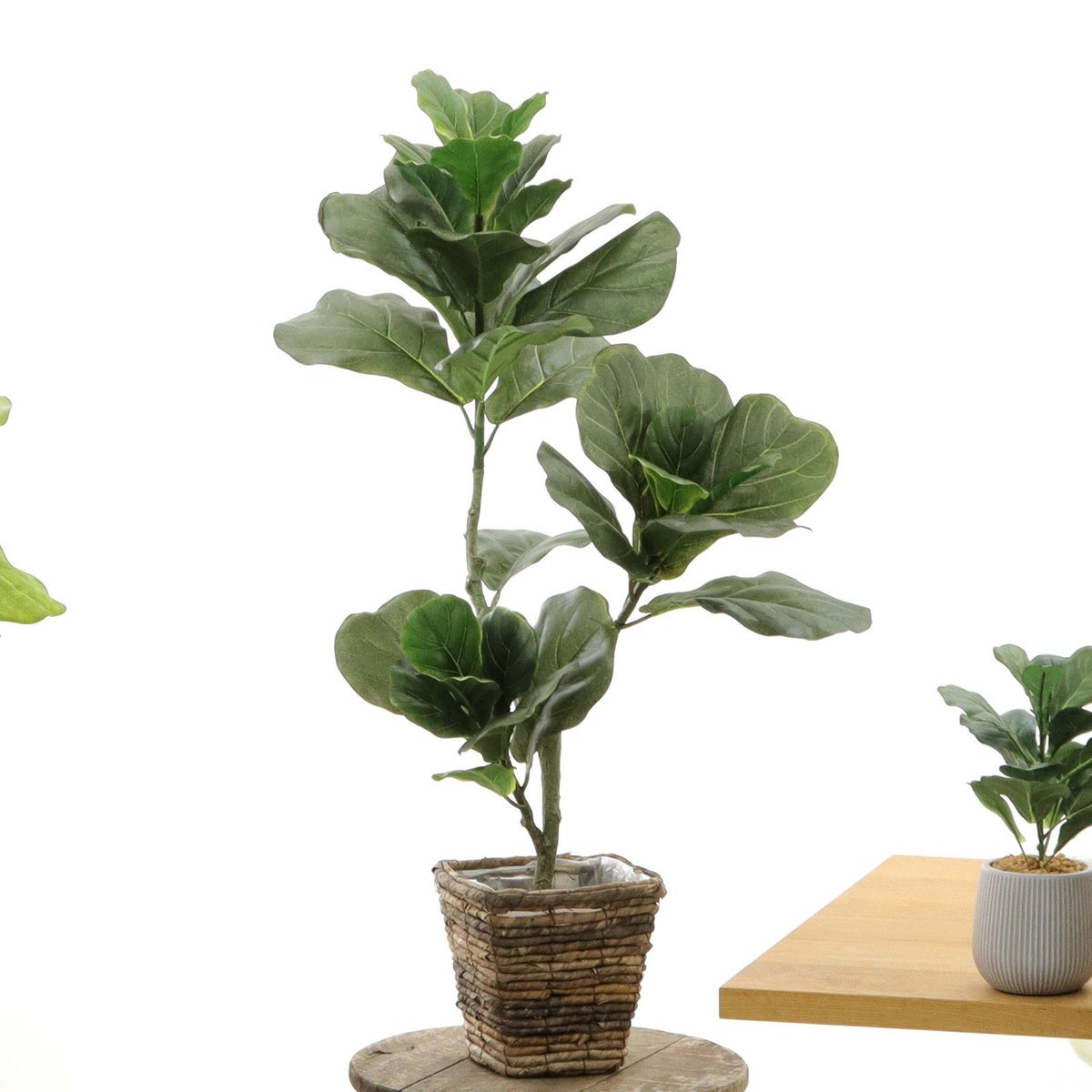 ⑥ バナナリーフ ミニ（KG75）