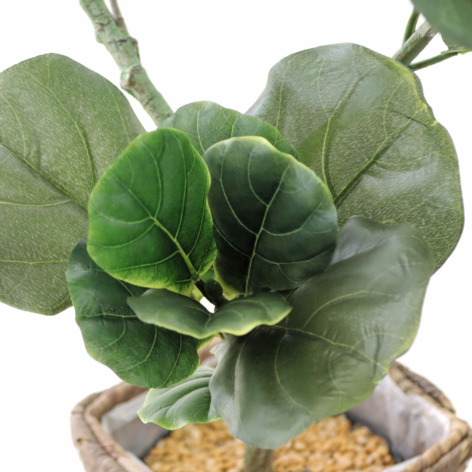 ゴムの木 ツヤのある葉