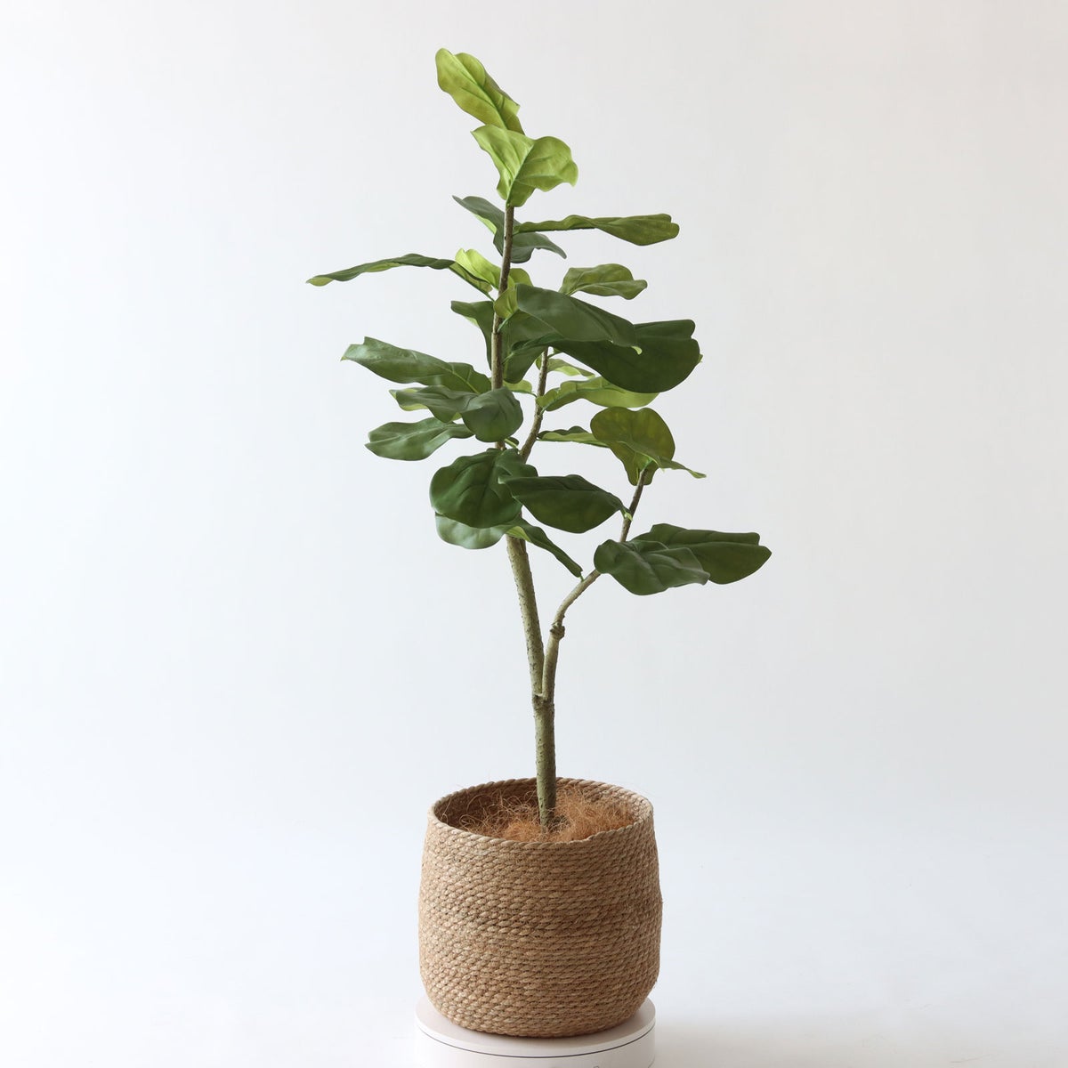 ⑭ プラ鉢（標準）