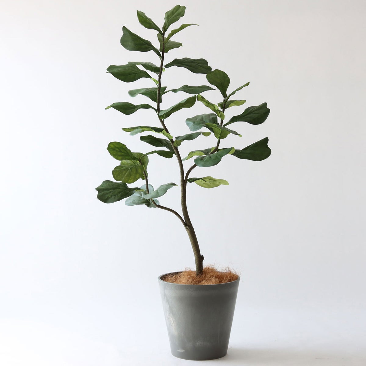 ② バナナリーフ 大（KG5-SRE）鉢カバーセット