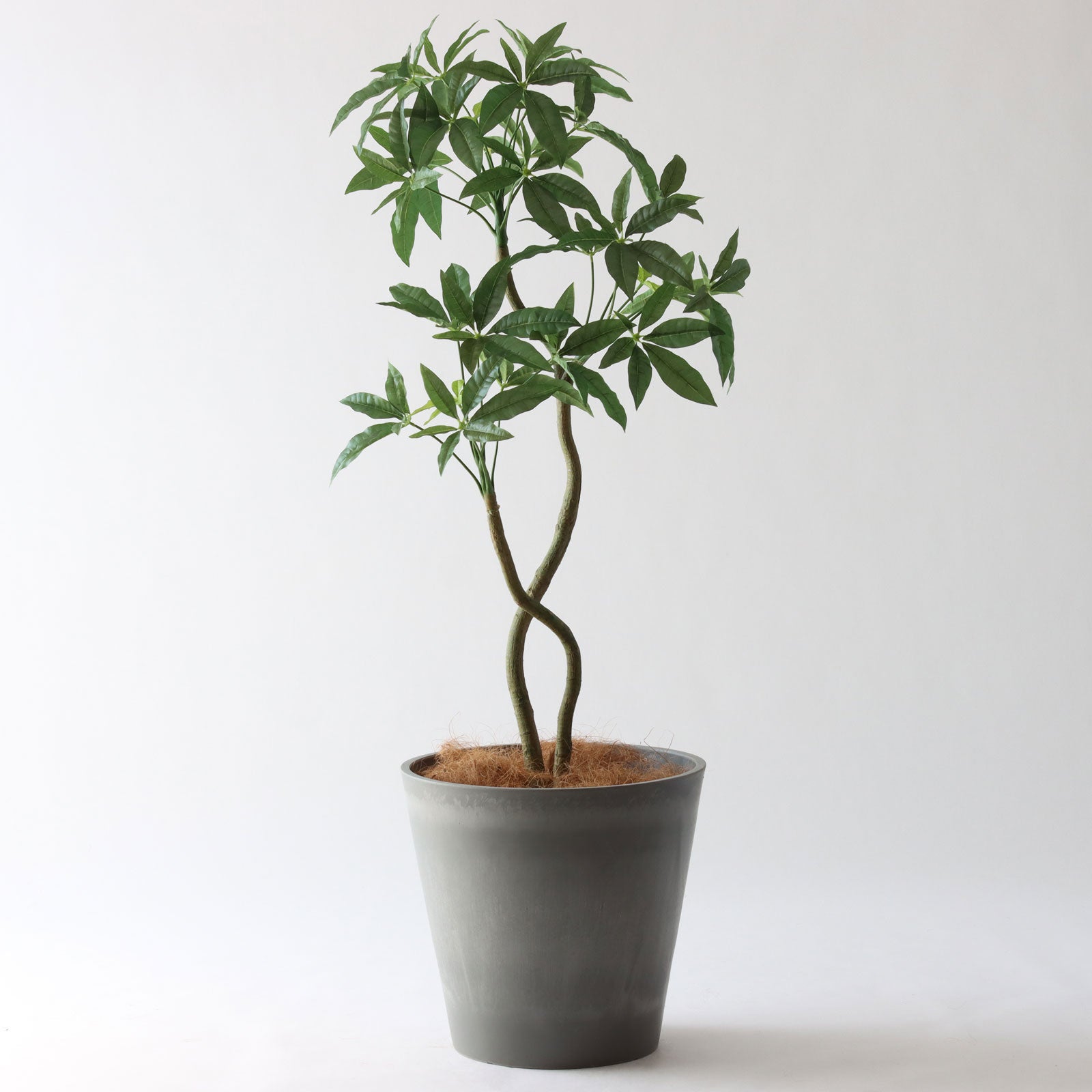 幹のラインを整えたフェイクグリーン 調整済み 観葉植物 インドゴムノキ