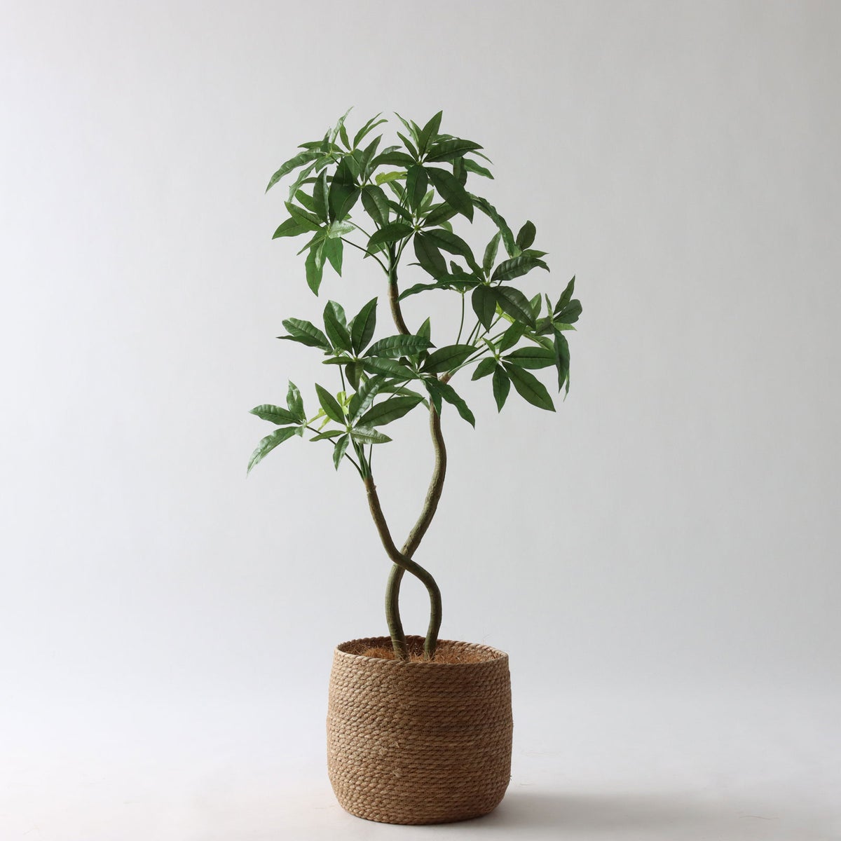 ① シーグラス 大（SK8）｜標準セット