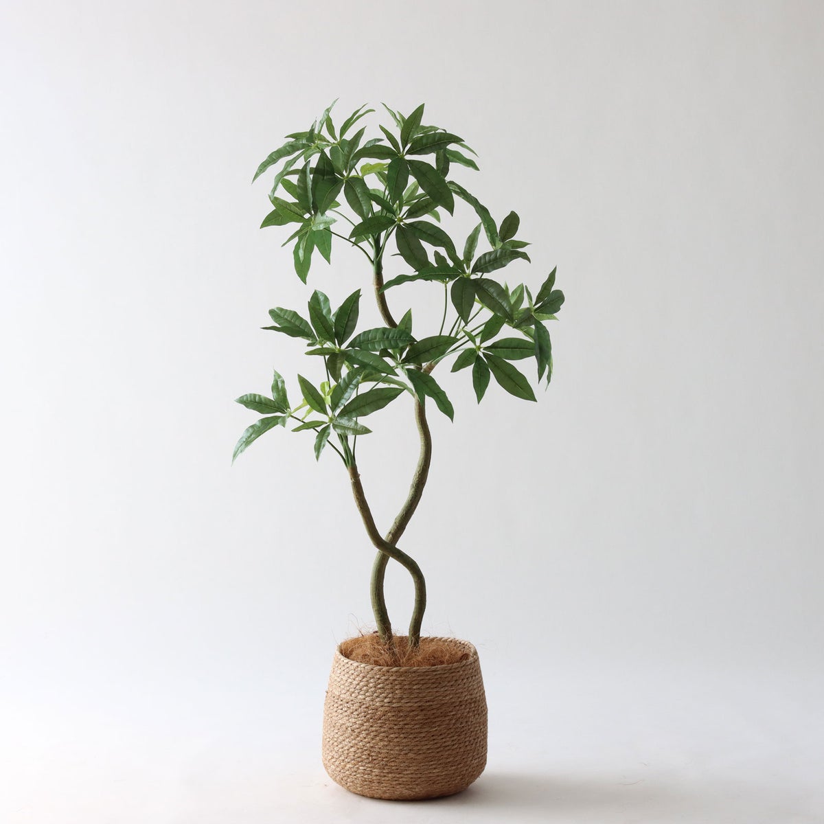 ④ バナナリーフ 小（KG4-SRE）鉢カバーセット