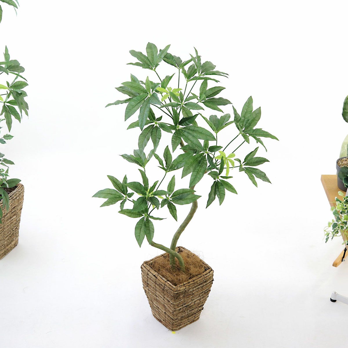 ④ バナナリーフ 小（KG4-SRE）鉢カバーセット