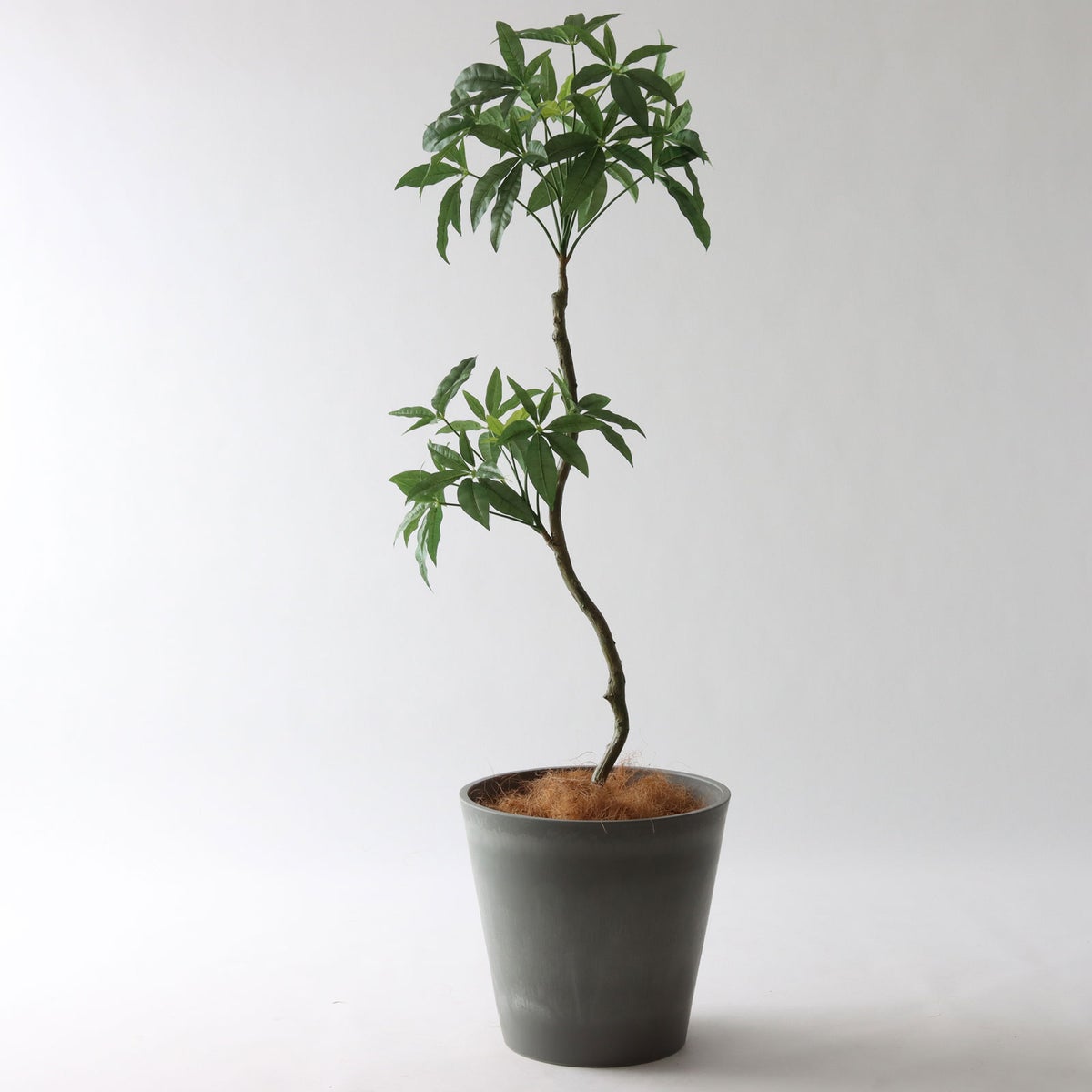 ⑯ Petraポット 大（PT10 グレー）｜高さ調整セット（+10cm)