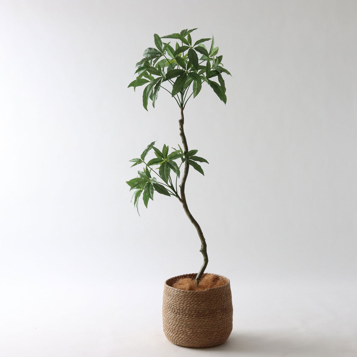 ① シーグラス 大（SK8）｜標準セット