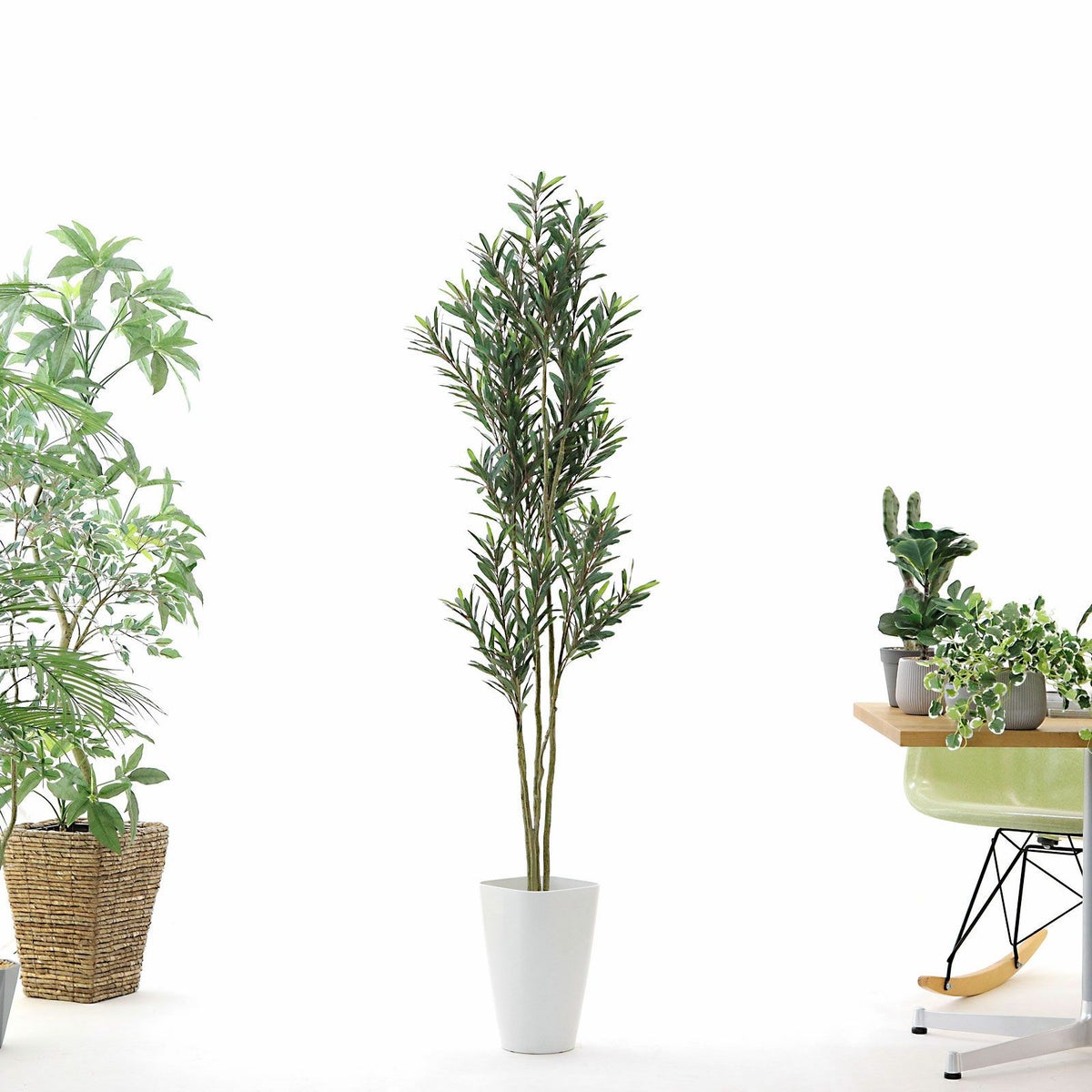 お届け時は枝葉は畳まれています