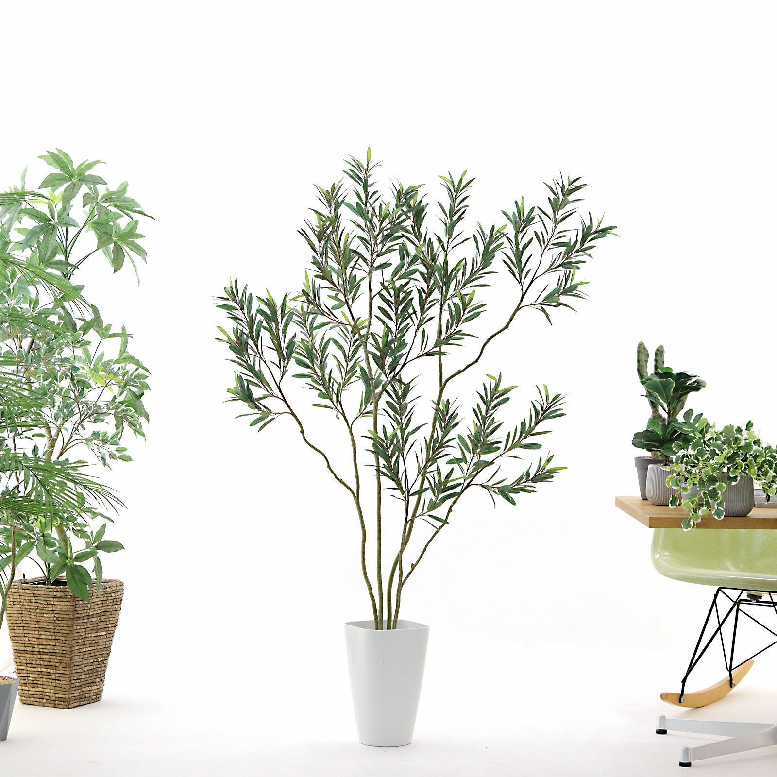 No8448 ワイルドな樹形のオリーブイメージ