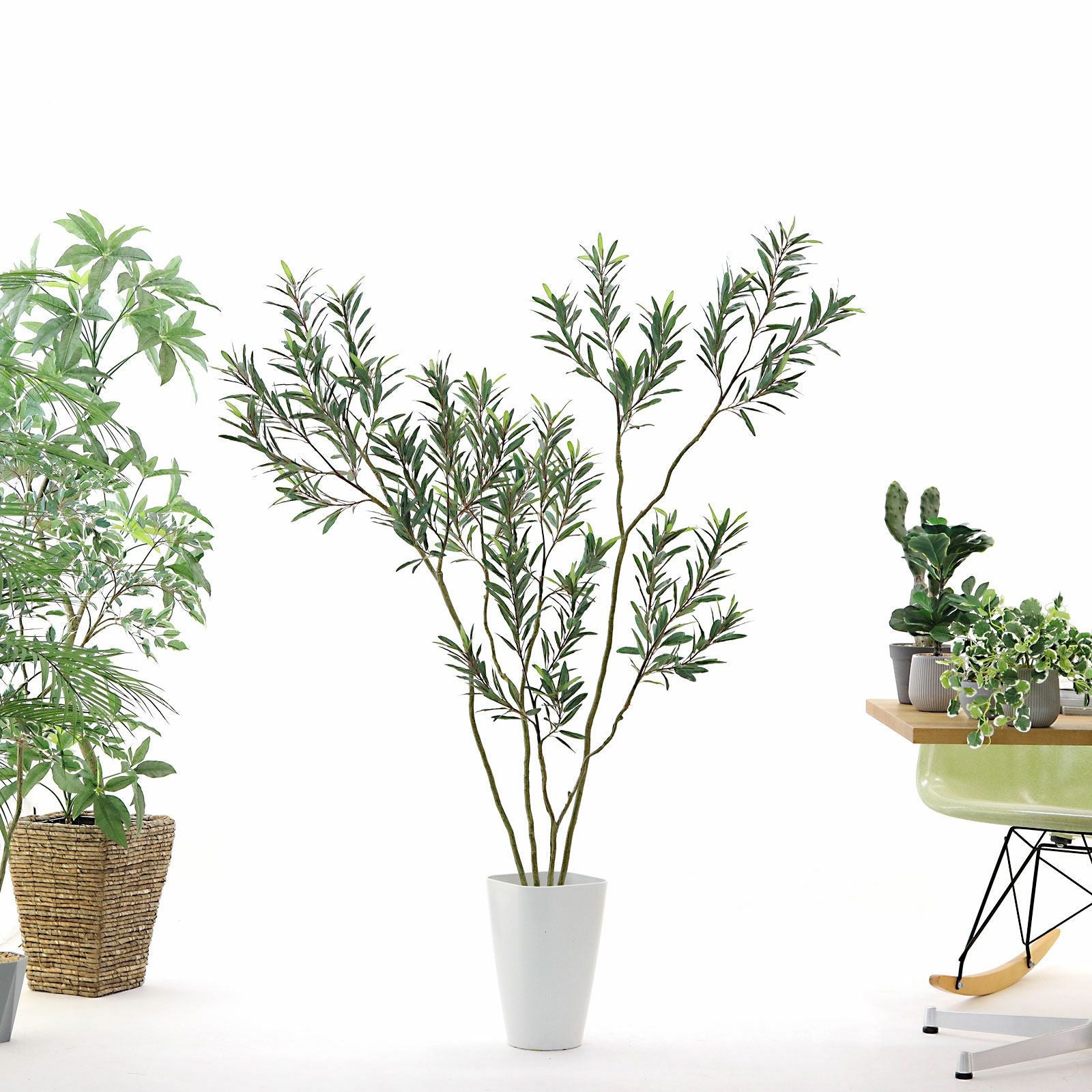 No8448 生命力あるオリーブの樹形イメージ