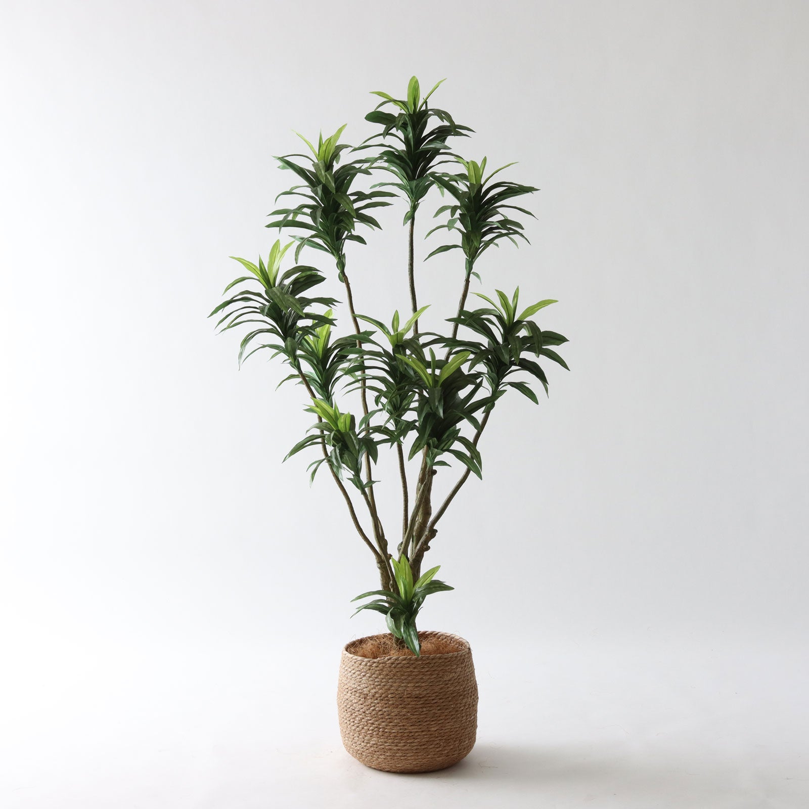 光触媒　人工観葉植物　フェイクグリーン　ソング・オブ・インディア FST 150 No8449 プレミアム光触媒フェイクグリーン 「狭い空間にも映える