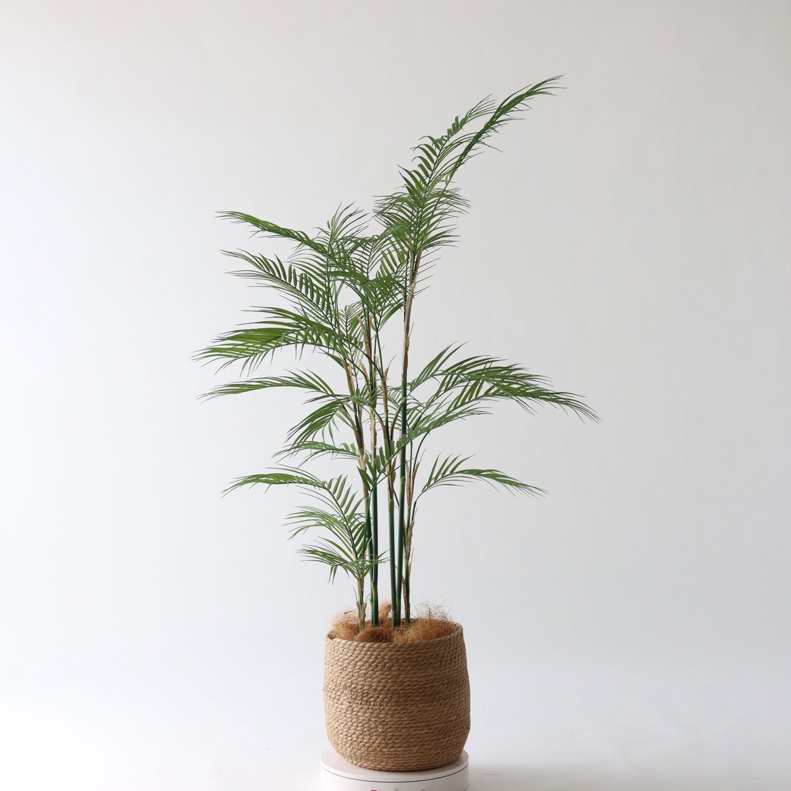 造花ドットコム プレミアム光触媒 フェニックスパーム 220cm ヤシの木 No9395 プレミアム光触媒フェイクグリーン 「すっきりと映える癒しの
