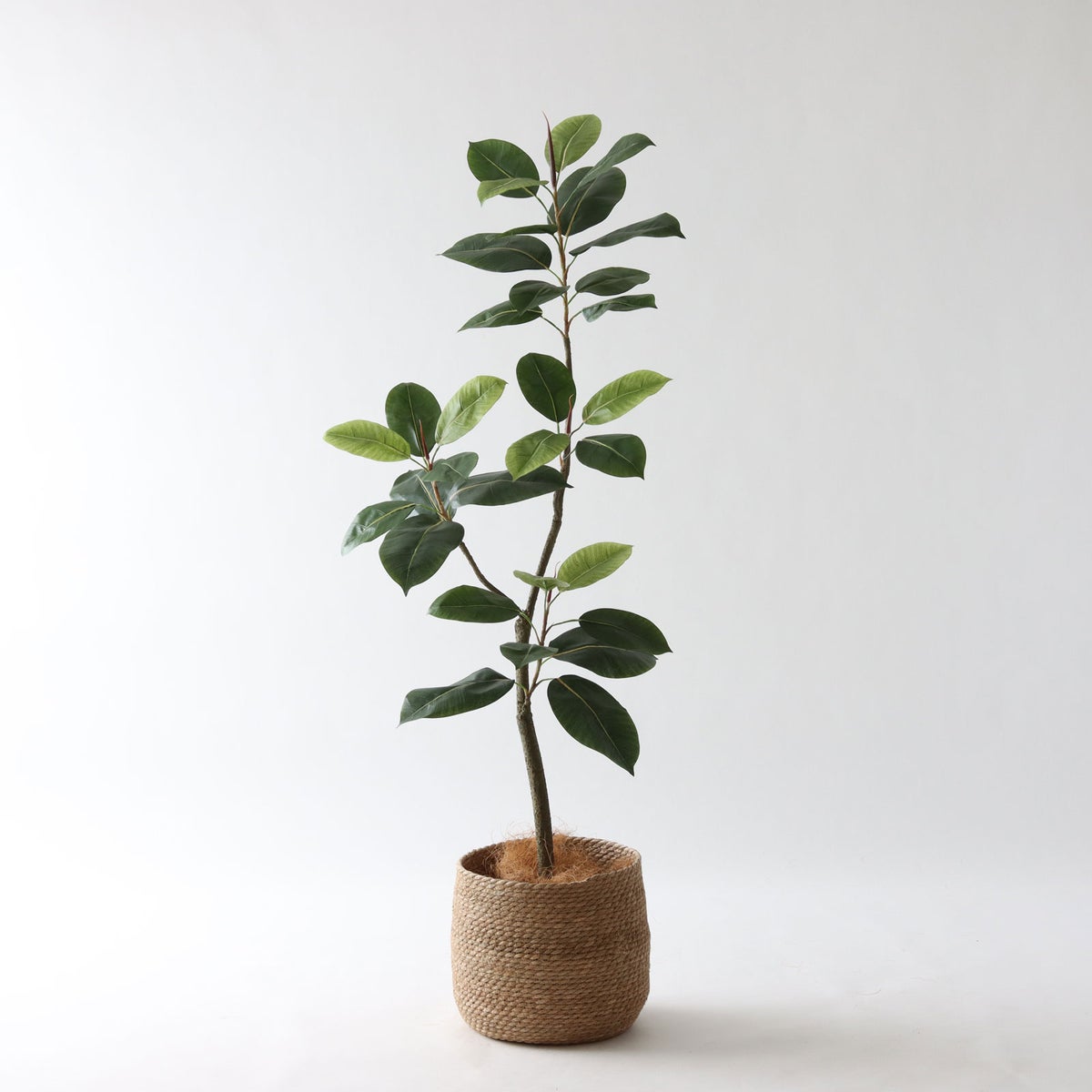  ① シーグラス 大（SK8）｜標準セット