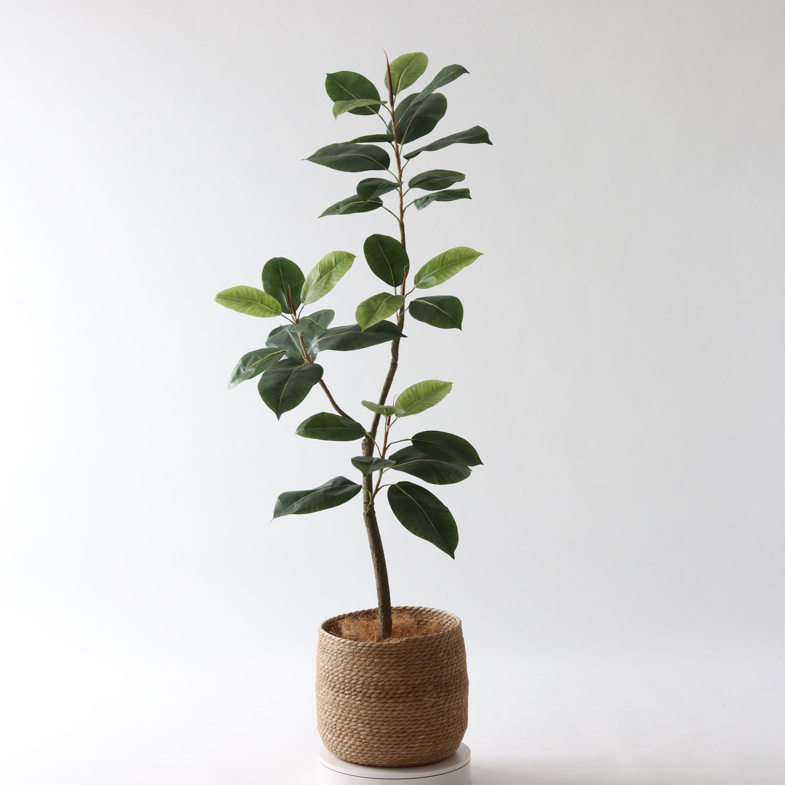 光触媒　人工観葉植物　ウォールグリーン　フェイクグリーン　ゴムノキaj No9422 プレミアム光触媒フェイクグリーン 「凛とした存在感 × 空間に