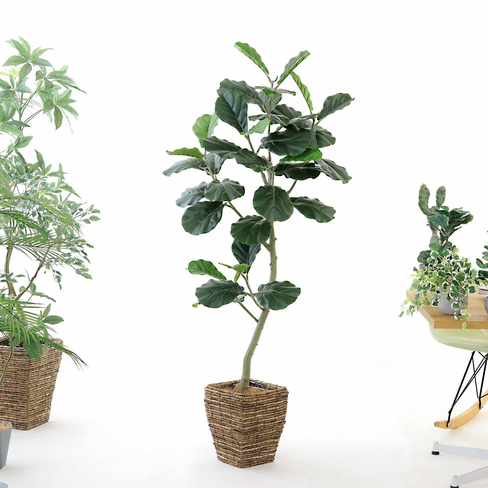 幹のラインを整えたフェイクグリーン 調整済み 観葉植物 インドゴムノキ