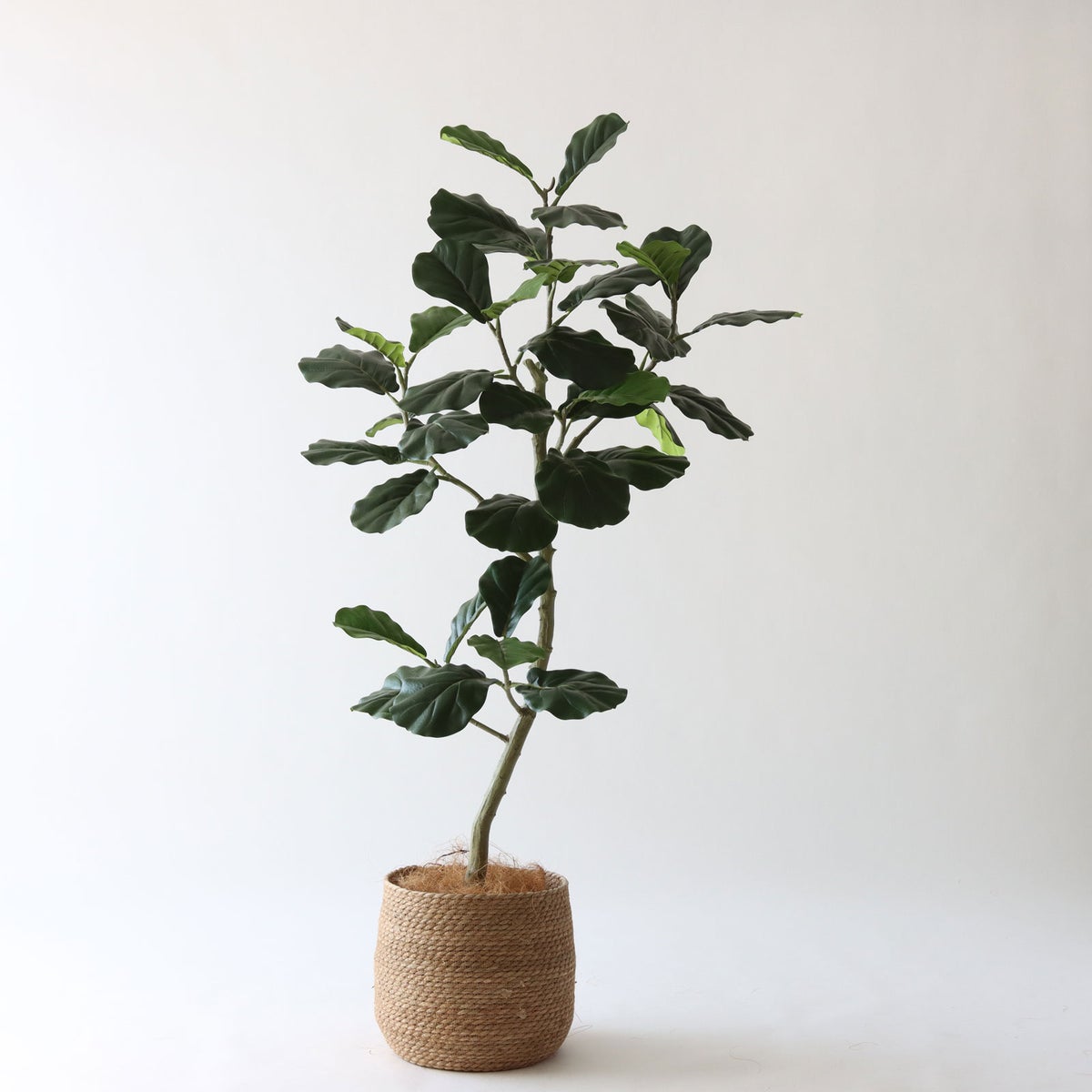 ① シーグラス 大（SK8）｜標準セット