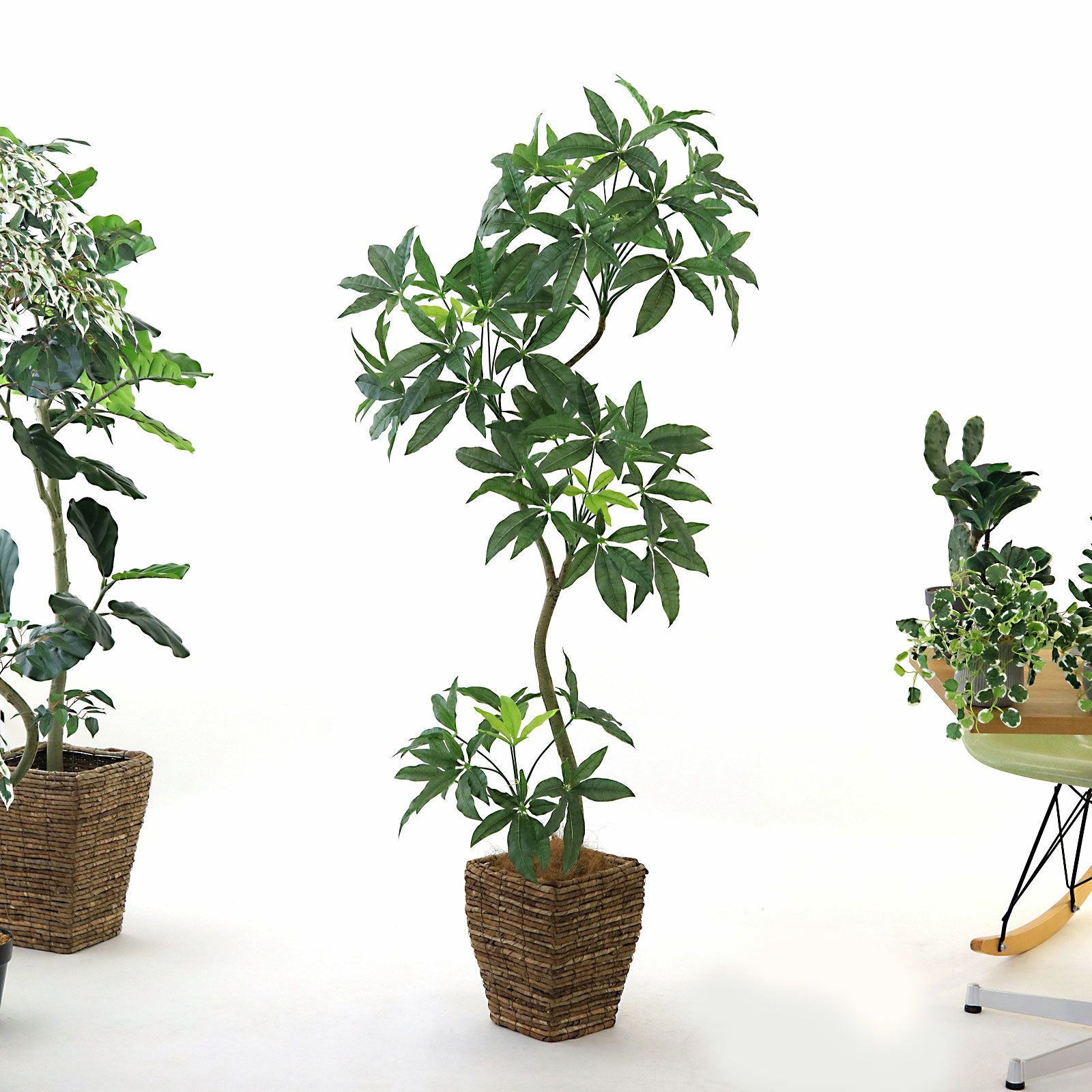 幹のラインを整えたフェイクグリーン 調整済み 観葉植物 インドゴムノキ