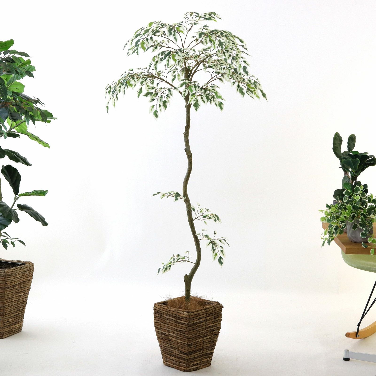 幹のラインを整えたフェイクグリーン 調整済み 観葉植物 インドゴムノキ