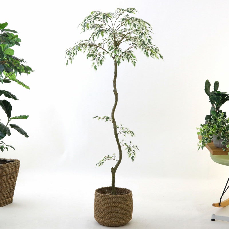 ③ シーグラス 小（SK7）鉢カバーセット