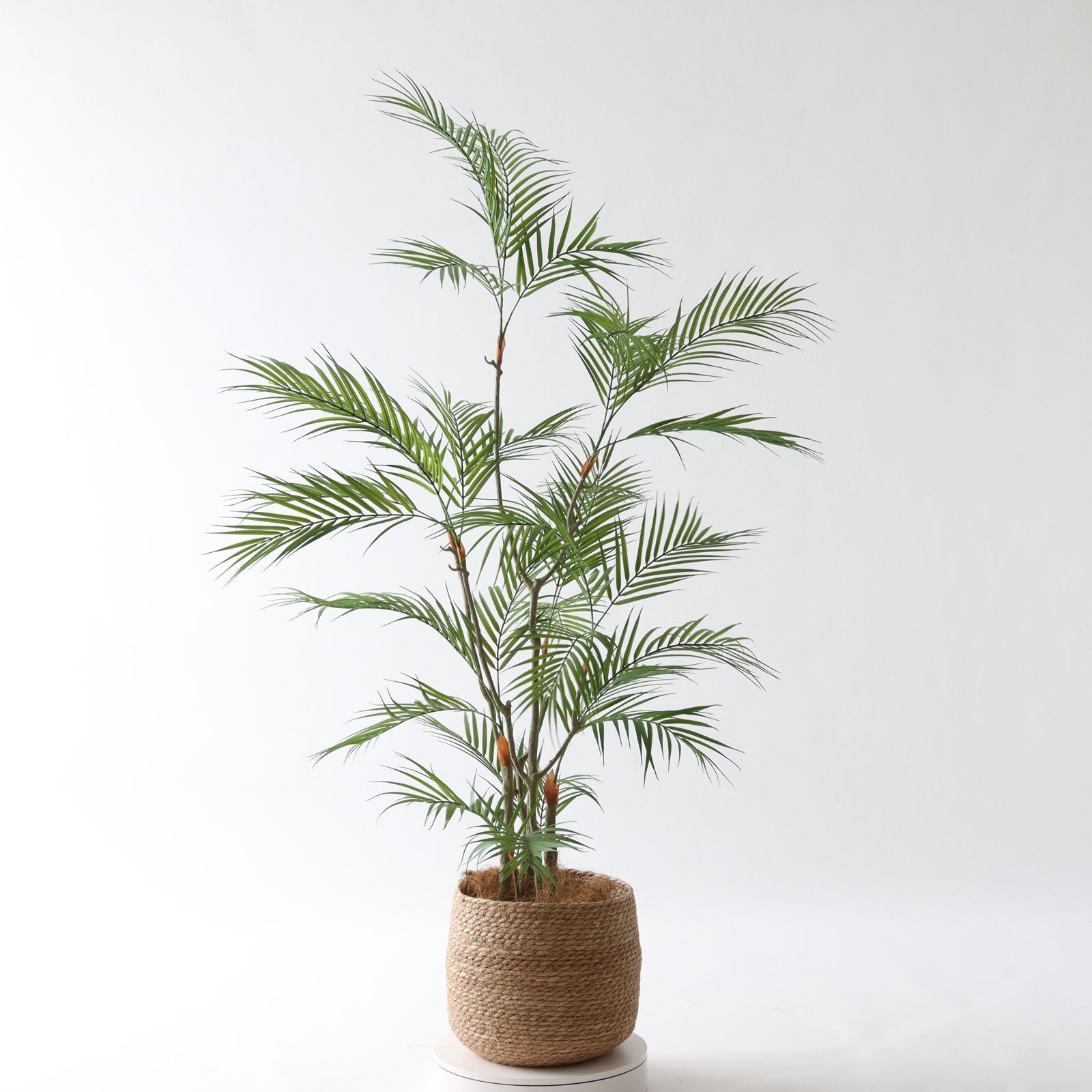 ヤシ系フェイク観葉植物 No9399 プレミアム光触媒フェイクグリーン 「風が描いたような