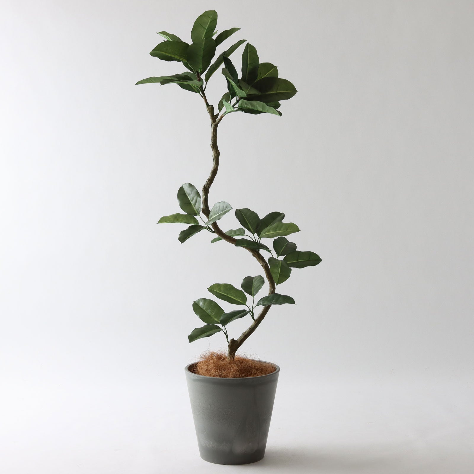 幹のラインを整えたフェイクグリーン 調整済み 観葉植物 インドゴムノキ