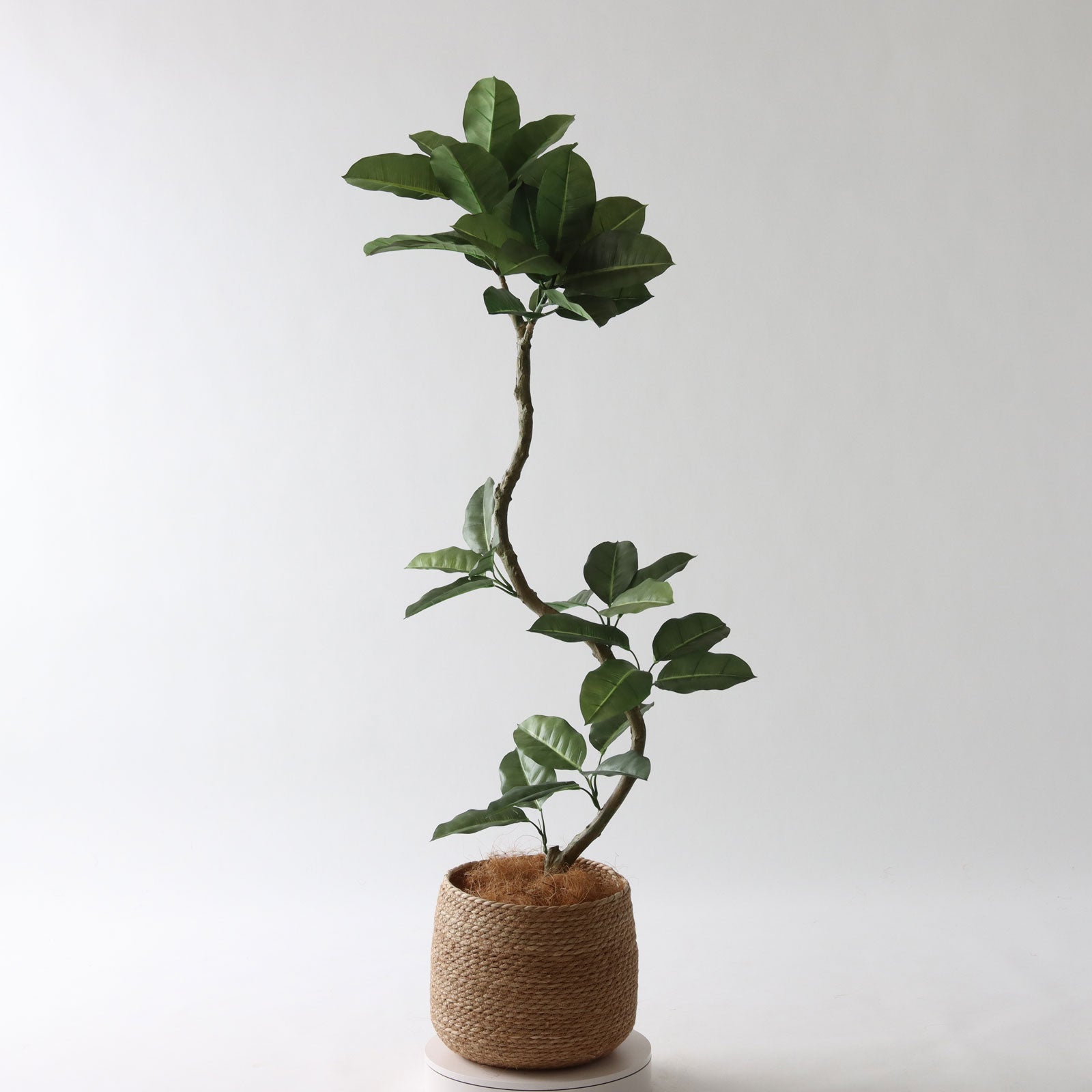 000000000211-19.jpg?size=org&t