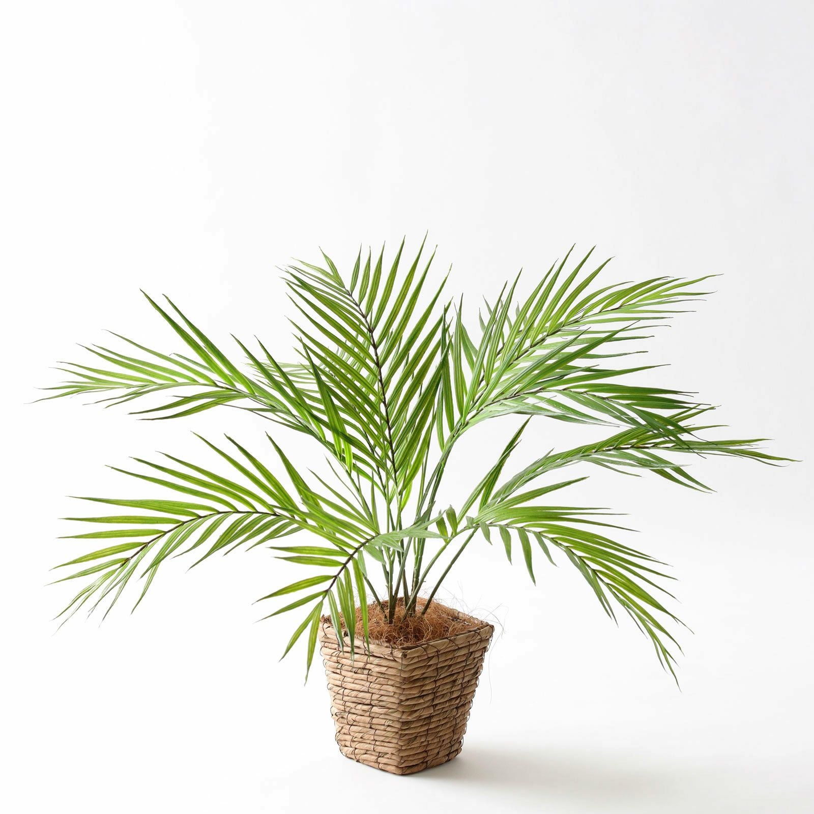 そのまま飾れる完成スタイル フェイクグリーン 全体調整済み