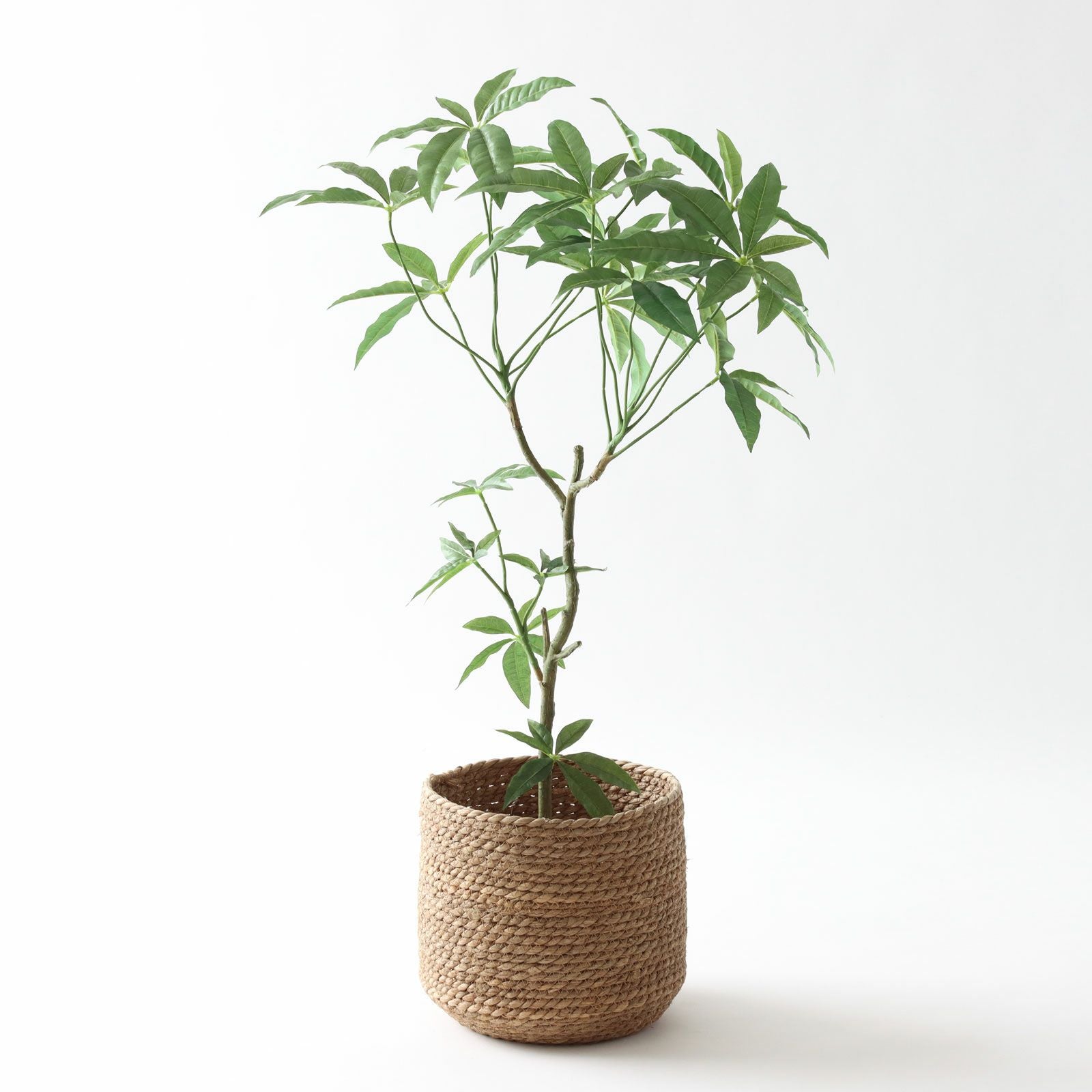 グリーンが主役の空間イメージ