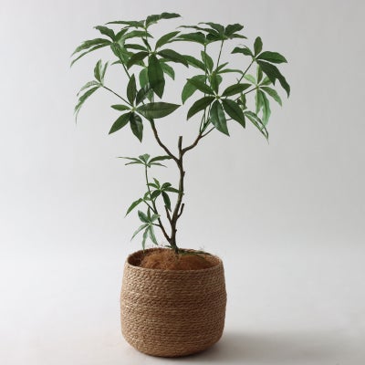 パキラ | プレミアム光触媒フェイクグリーン 造花ドットコム zouka.com