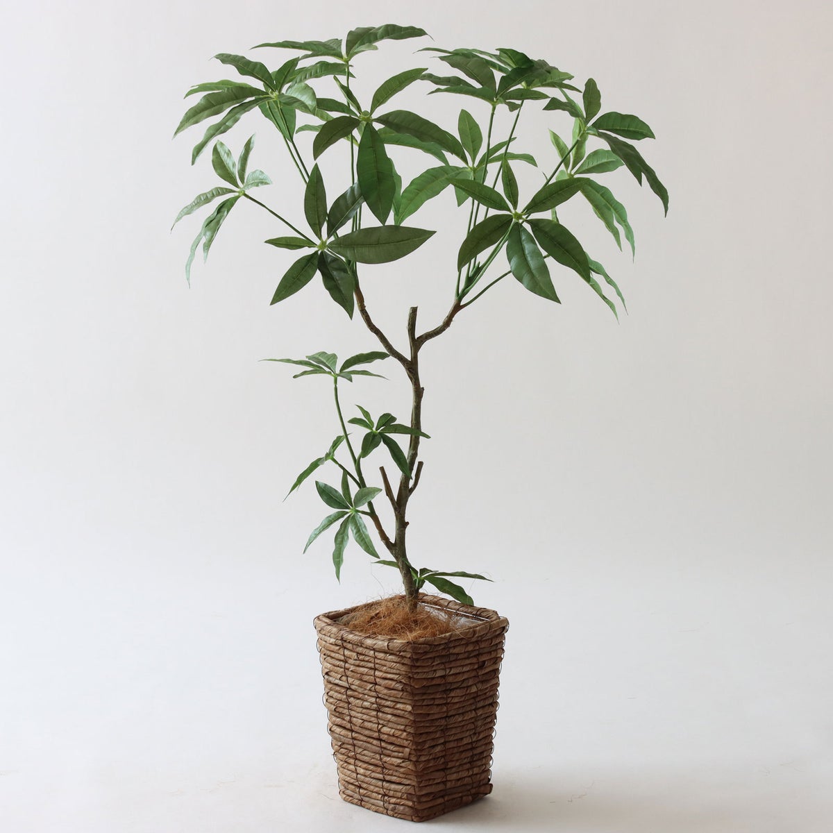 ⑤ バナナリーフ ミニ（KG77）｜標準セット