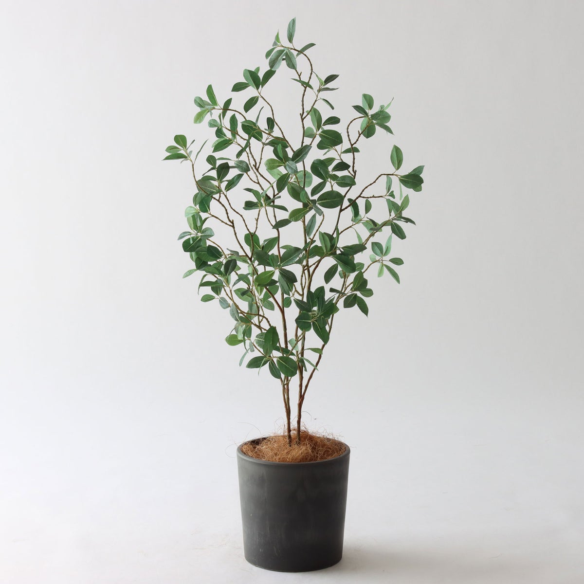 ⑰Petraポット （PT5 チャコール）｜標準セット