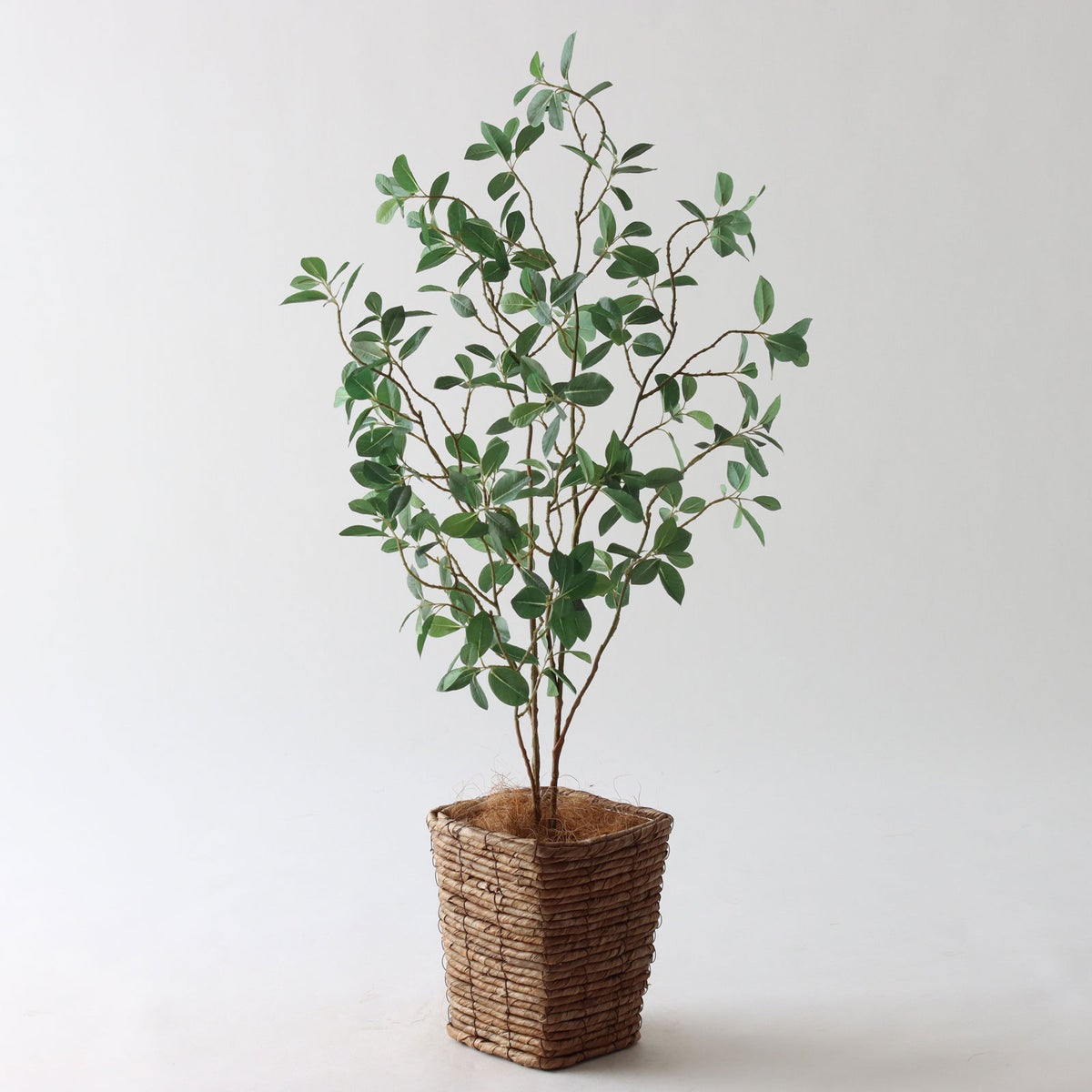 ⑤ バナナリーフ ミニ（KG77）｜標準セット