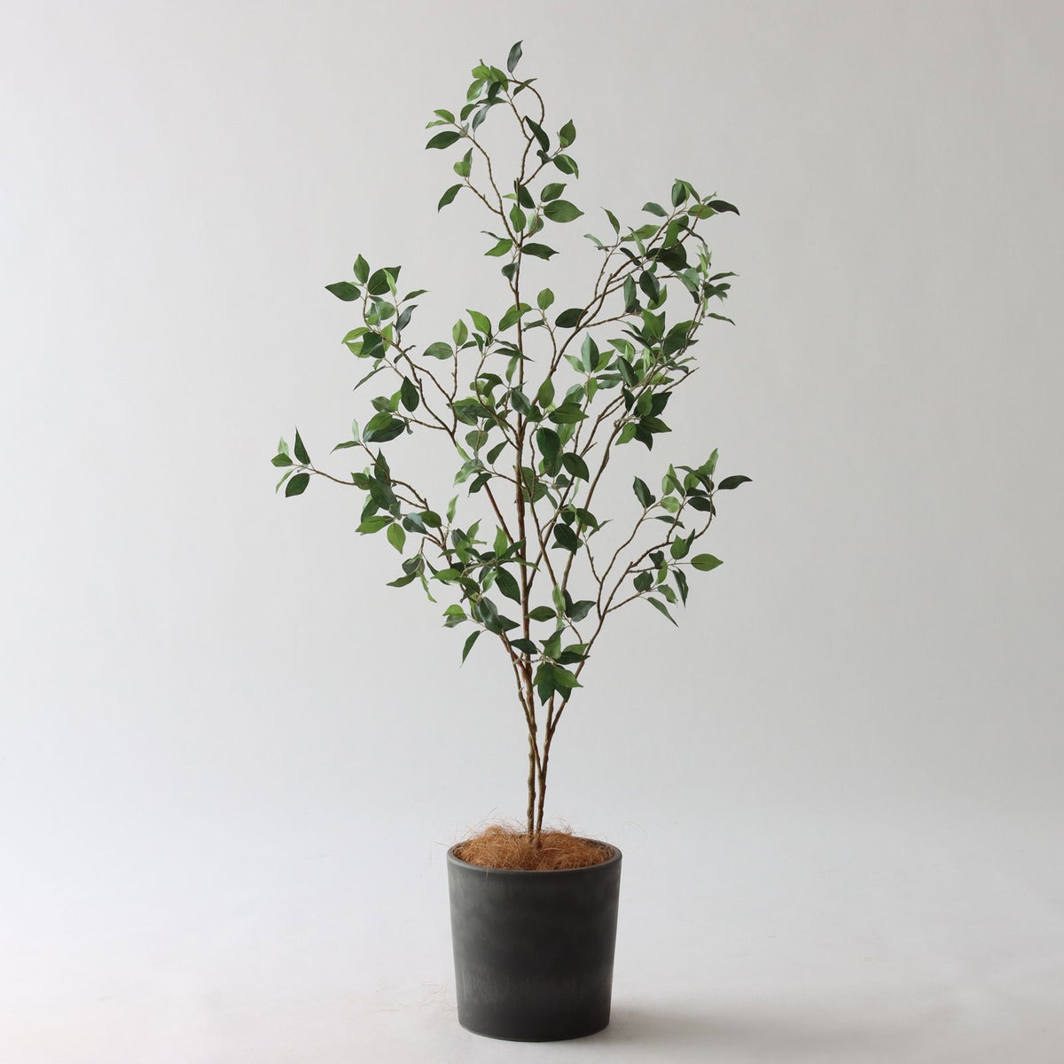 ⑰Petraポット （PT5 チャコール）｜標準セット