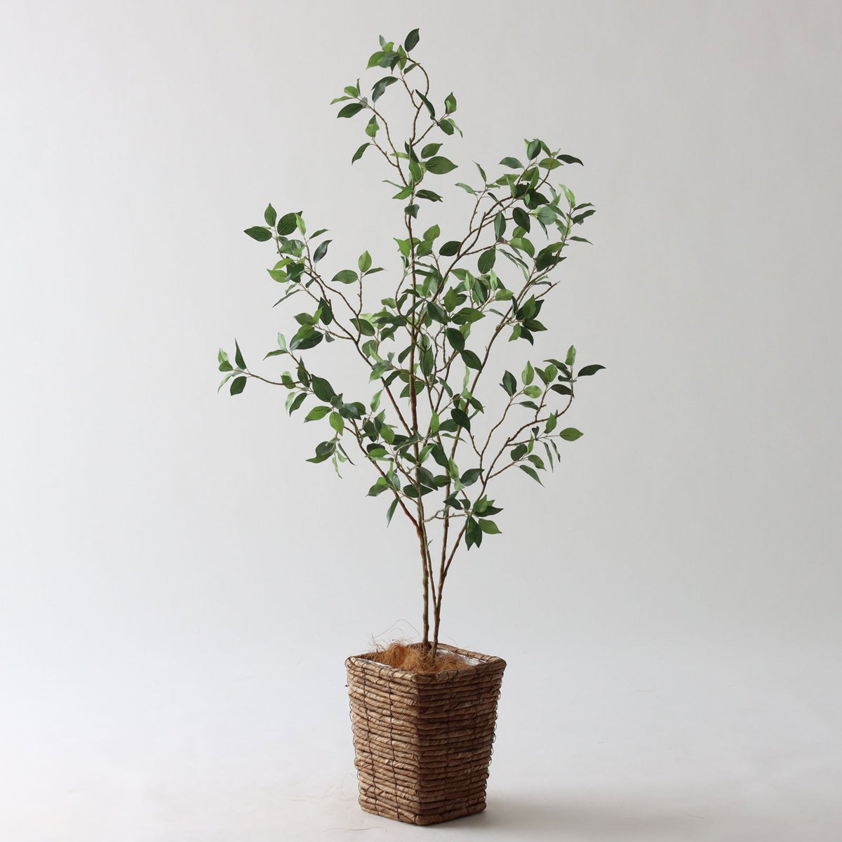 ⑤ バナナリーフ ミニ（KG77）｜標準セット