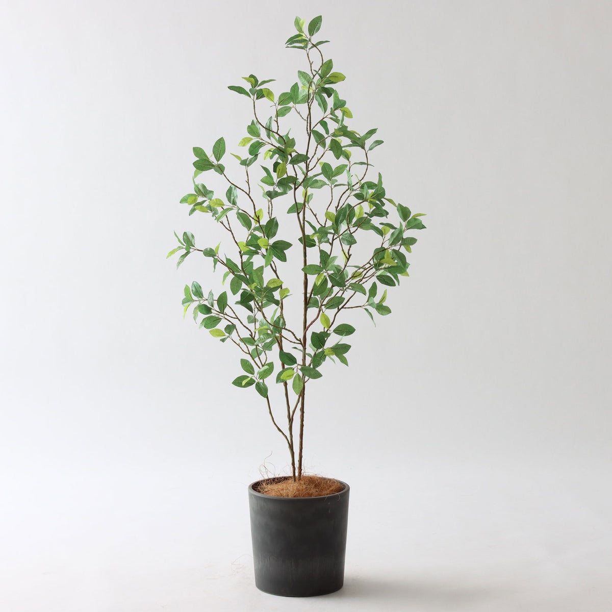 ⑰Petraポット （PT5 チャコール）｜標準セット