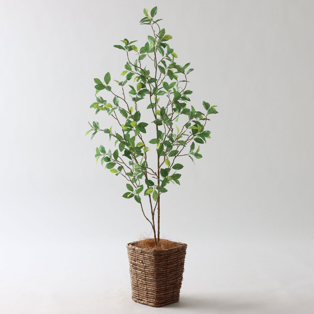 ⑤ バナナリーフ ミニ（KG77）｜標準セット