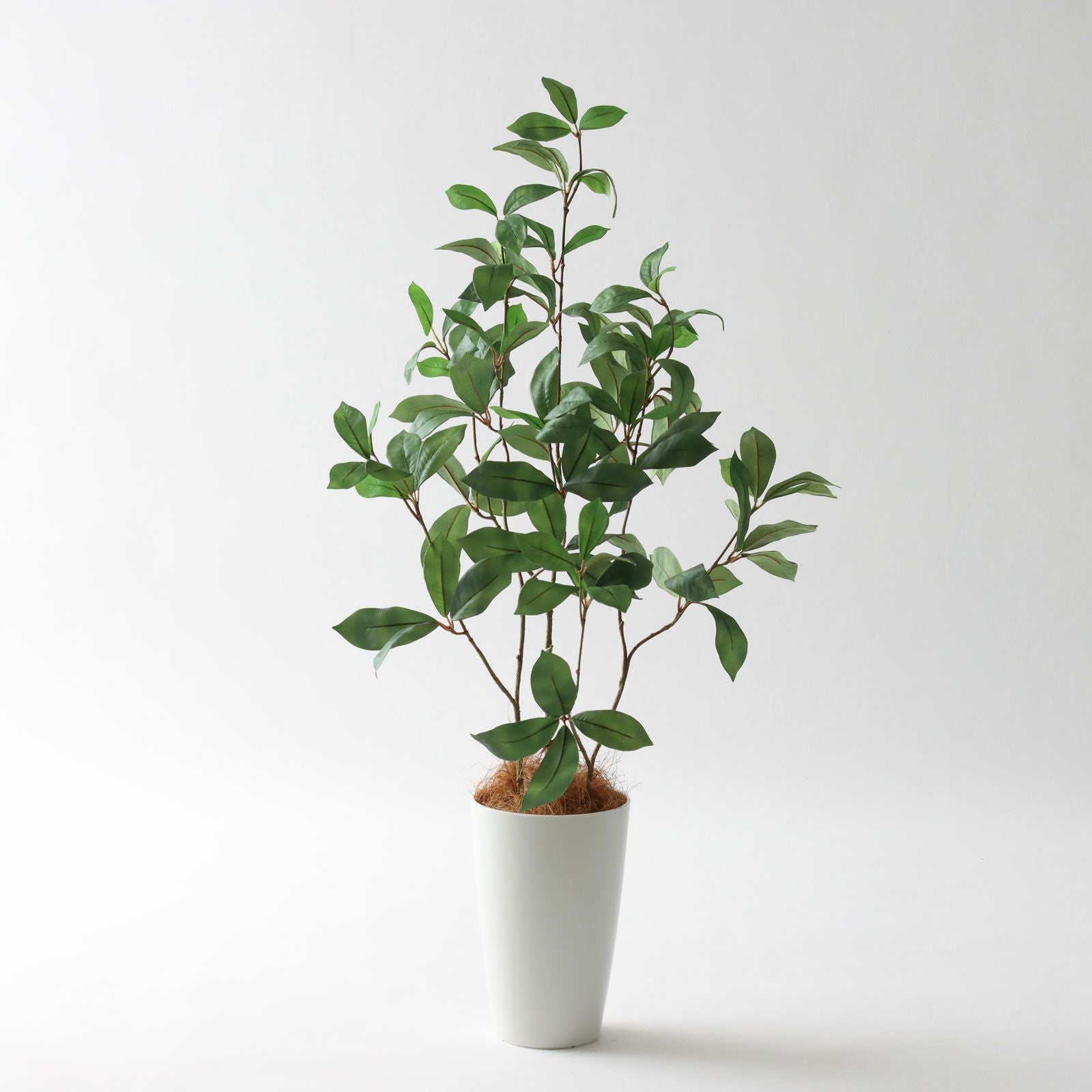 000000000262-01.jpg?size=m&w=